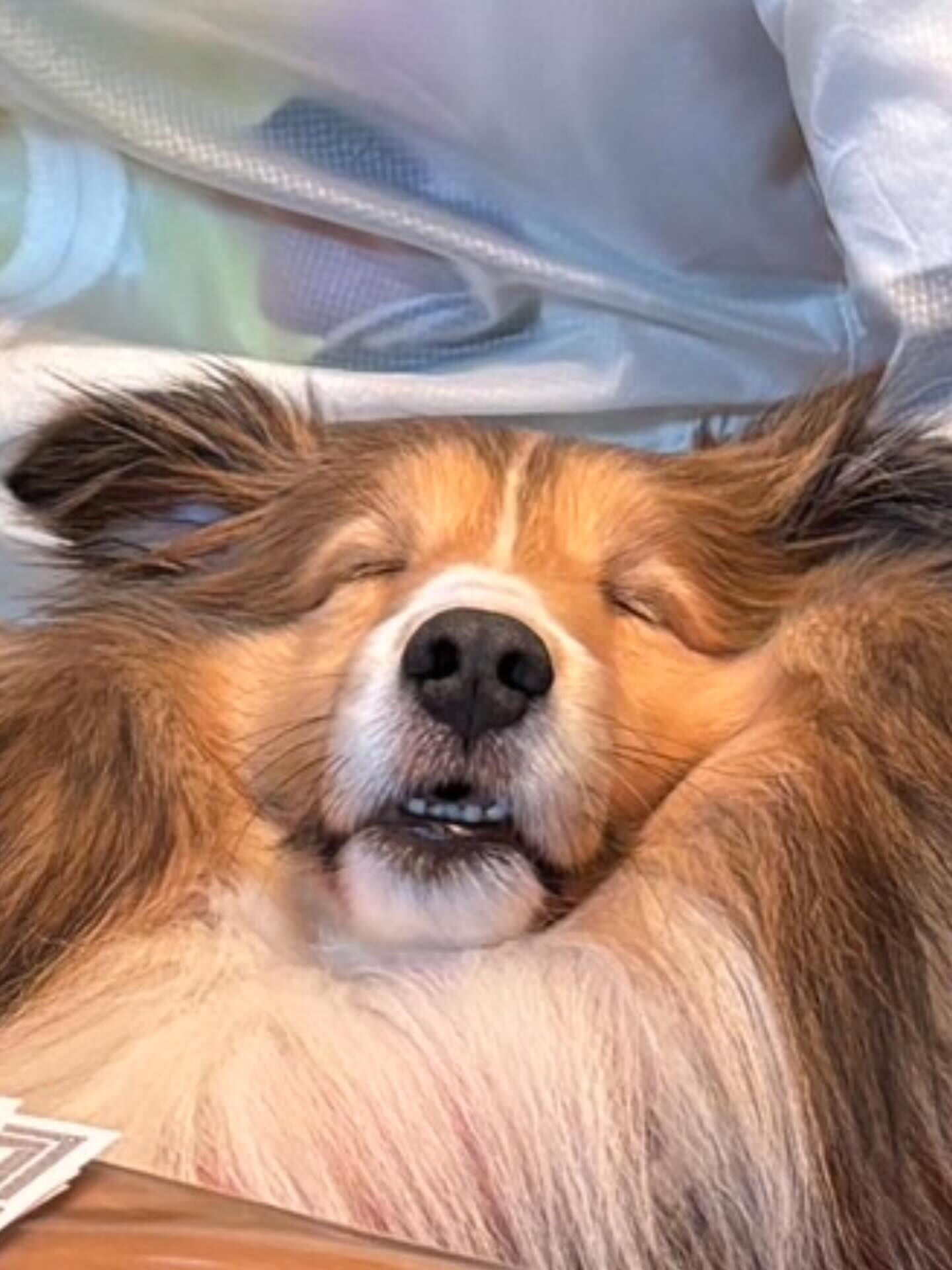 愛犬自慢