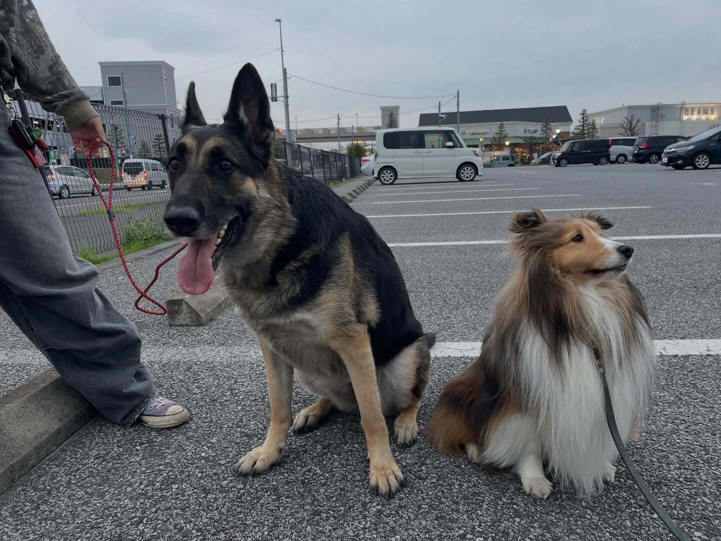 愛犬との暮らしで大切なこと⁡