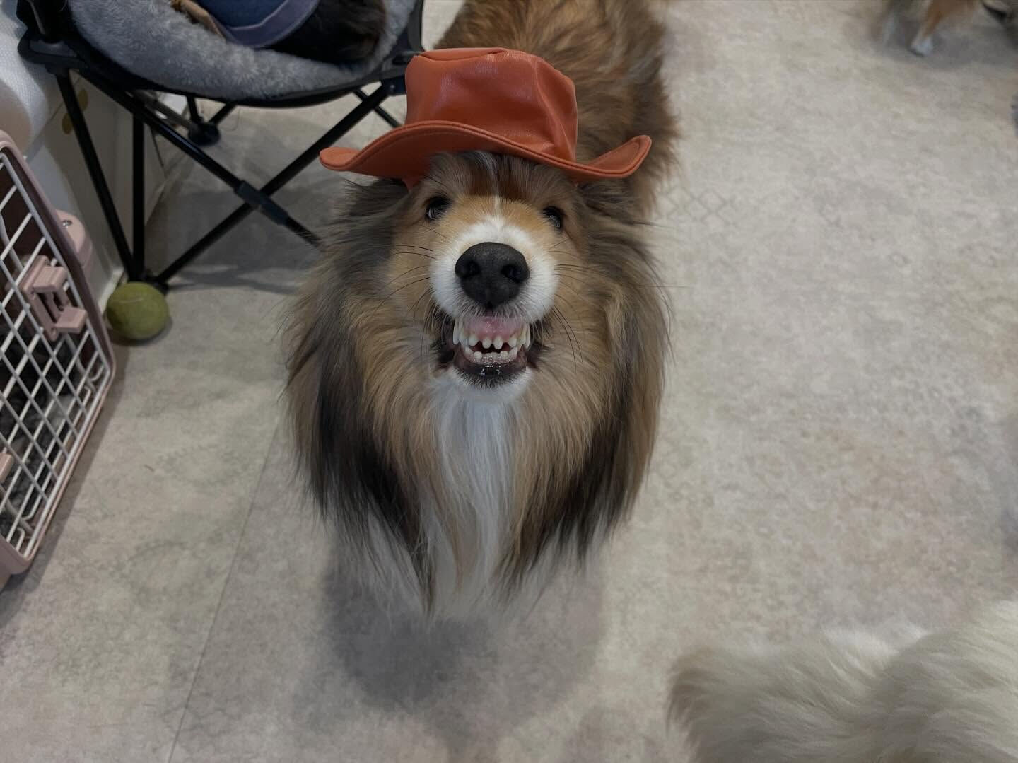 愛犬自慢2