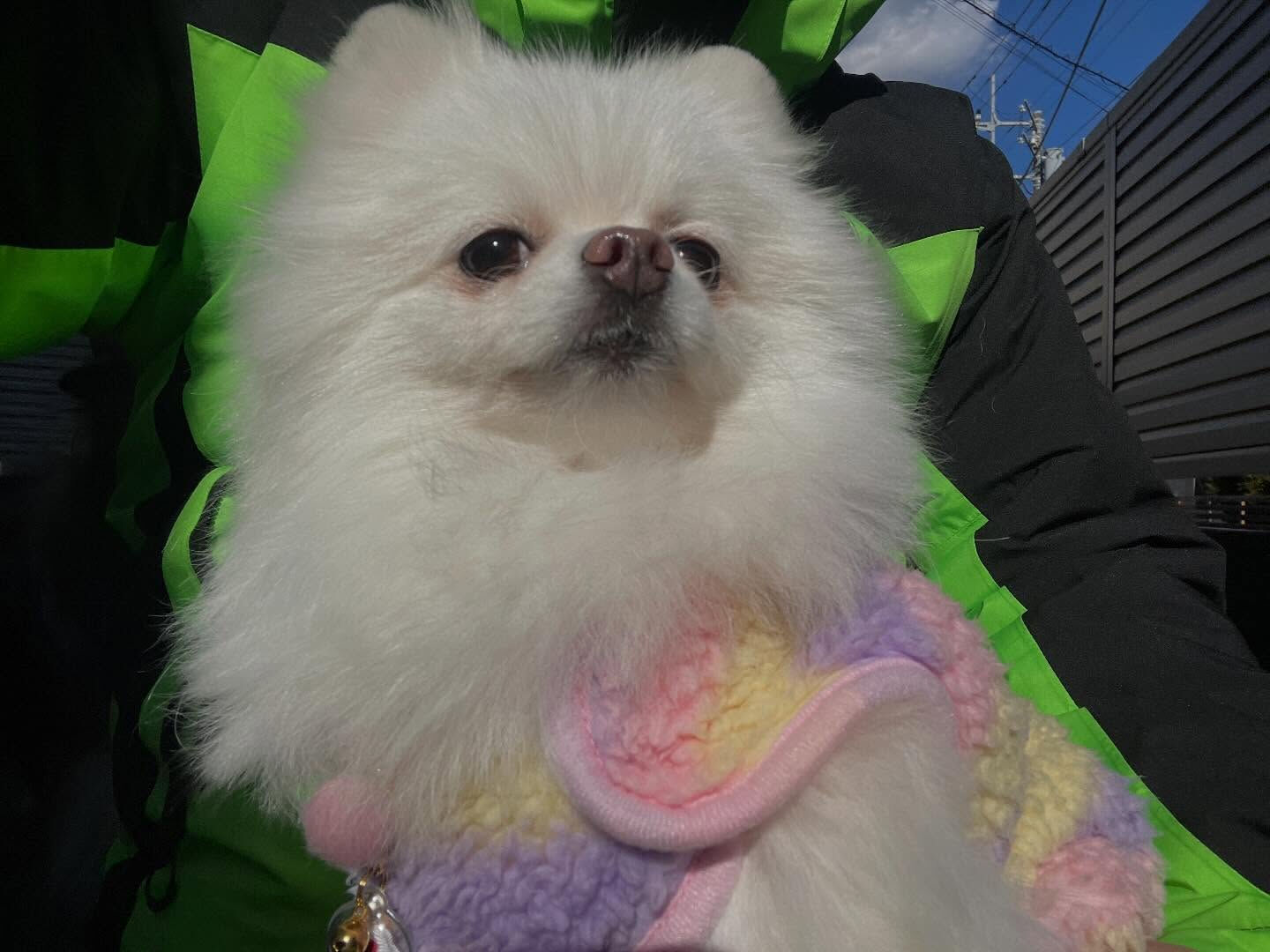 犬にとっての抱っこ