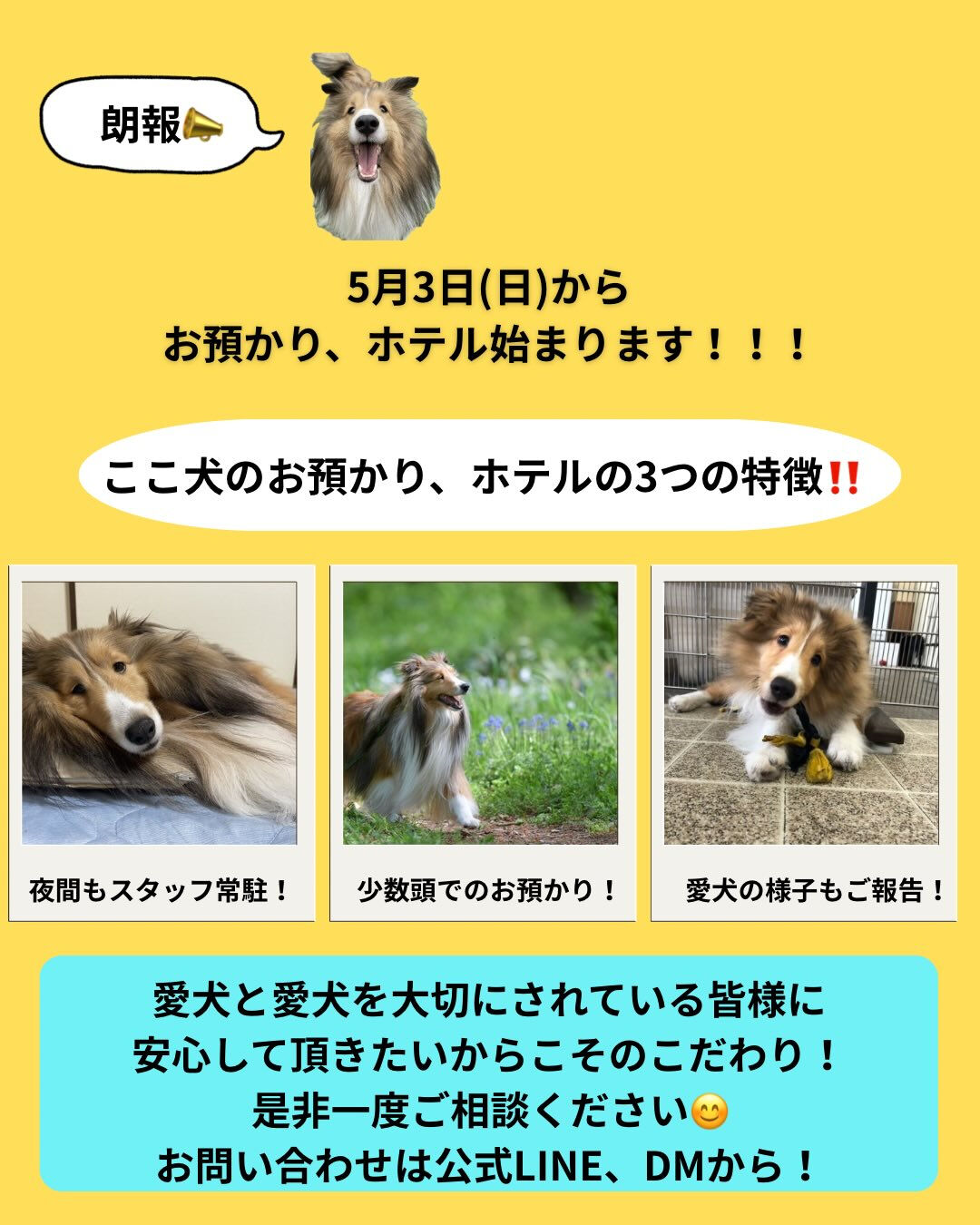 ここ犬のお預かり、ホテル始まります！