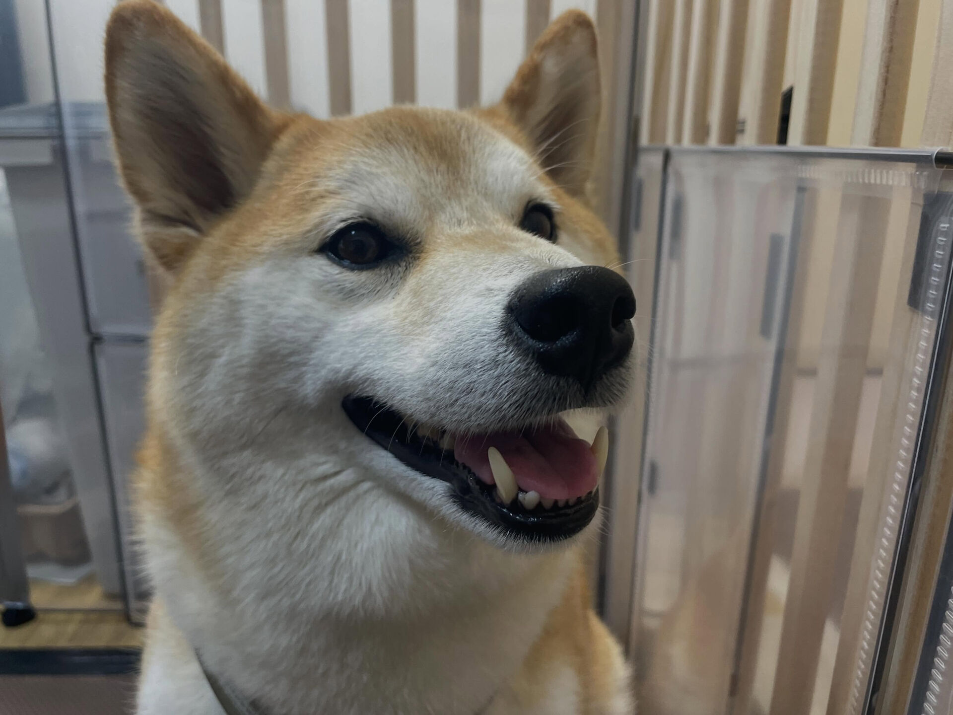 5/11のお預かり