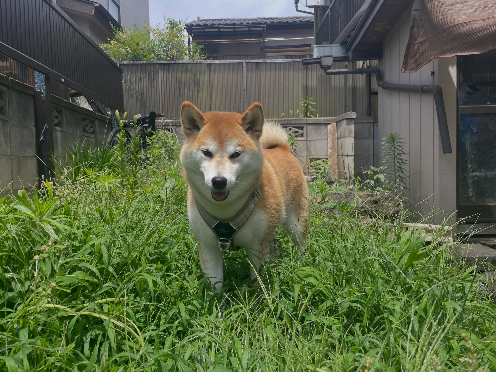 6/1のお預かり