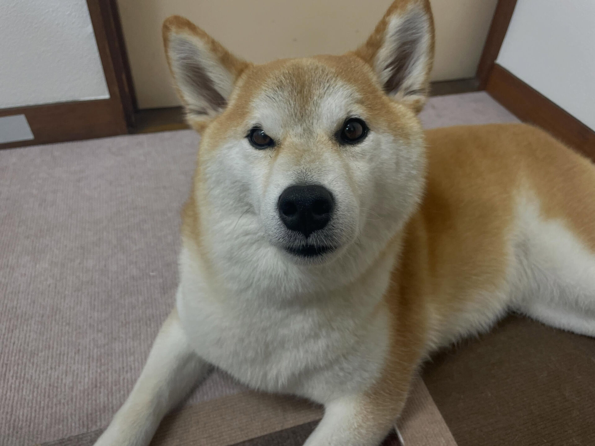6/12のお預かり