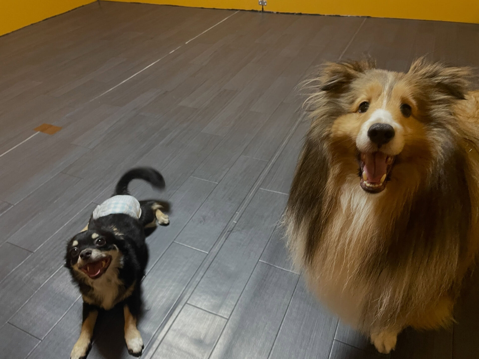 7/27のお預かり🐶✨️