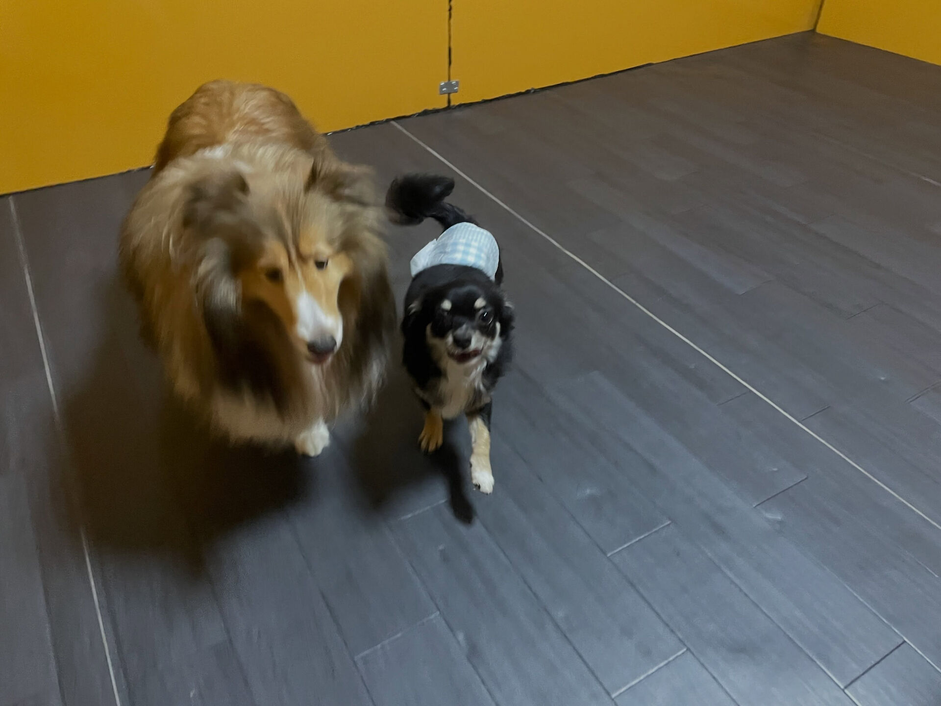 7/27のお預かり🐶✨️