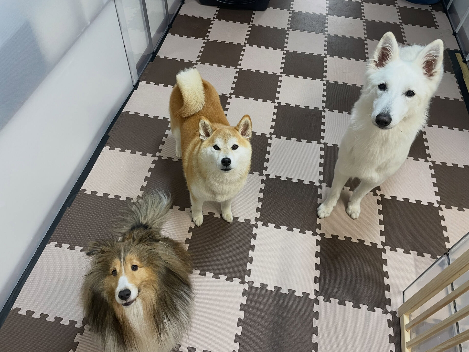 7/31のお預かり🐶✨️