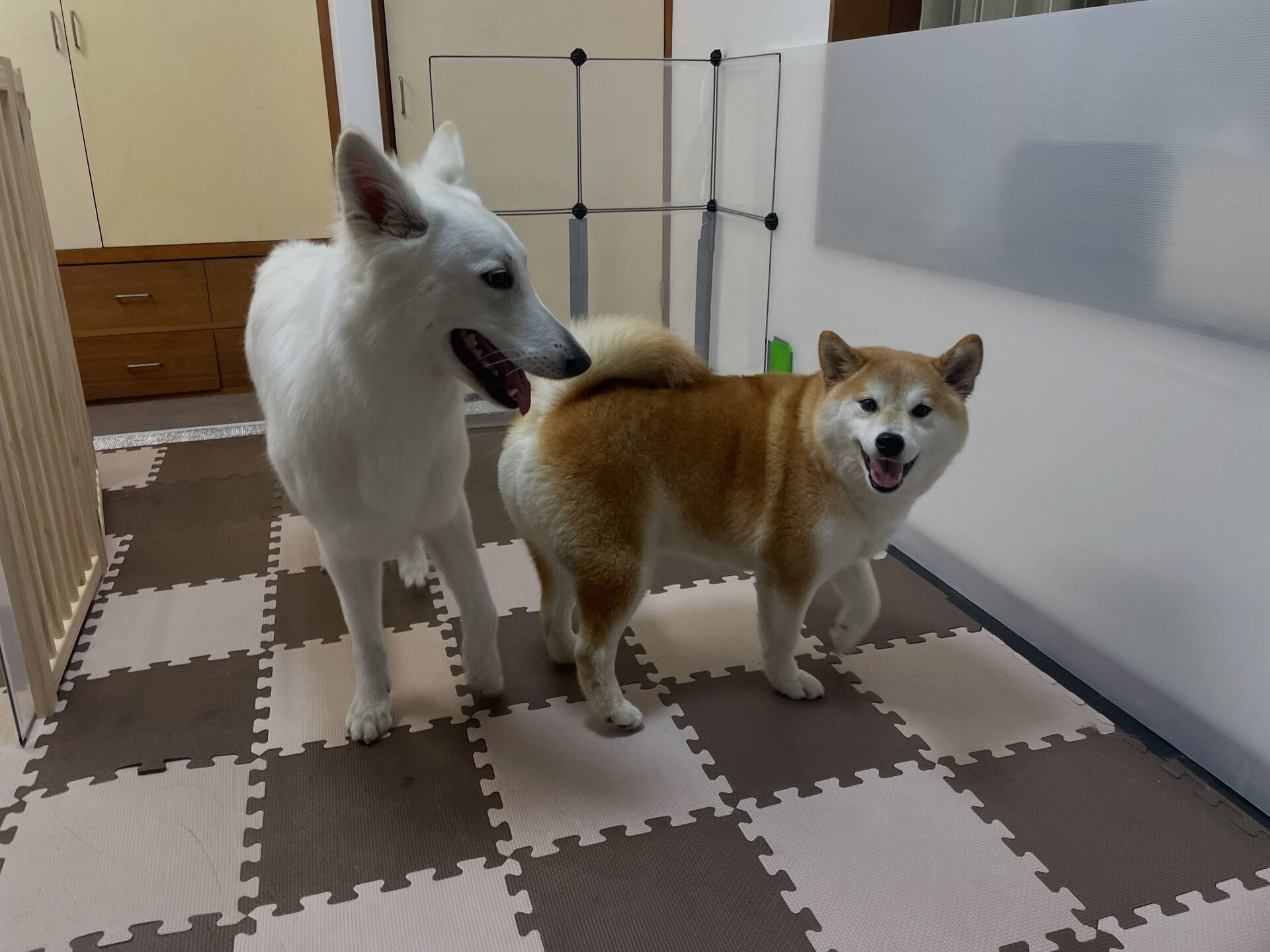 7/31のお預かり🐶✨️