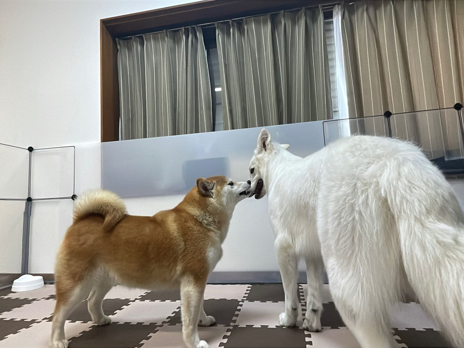 7/31のお預かり🐶✨️