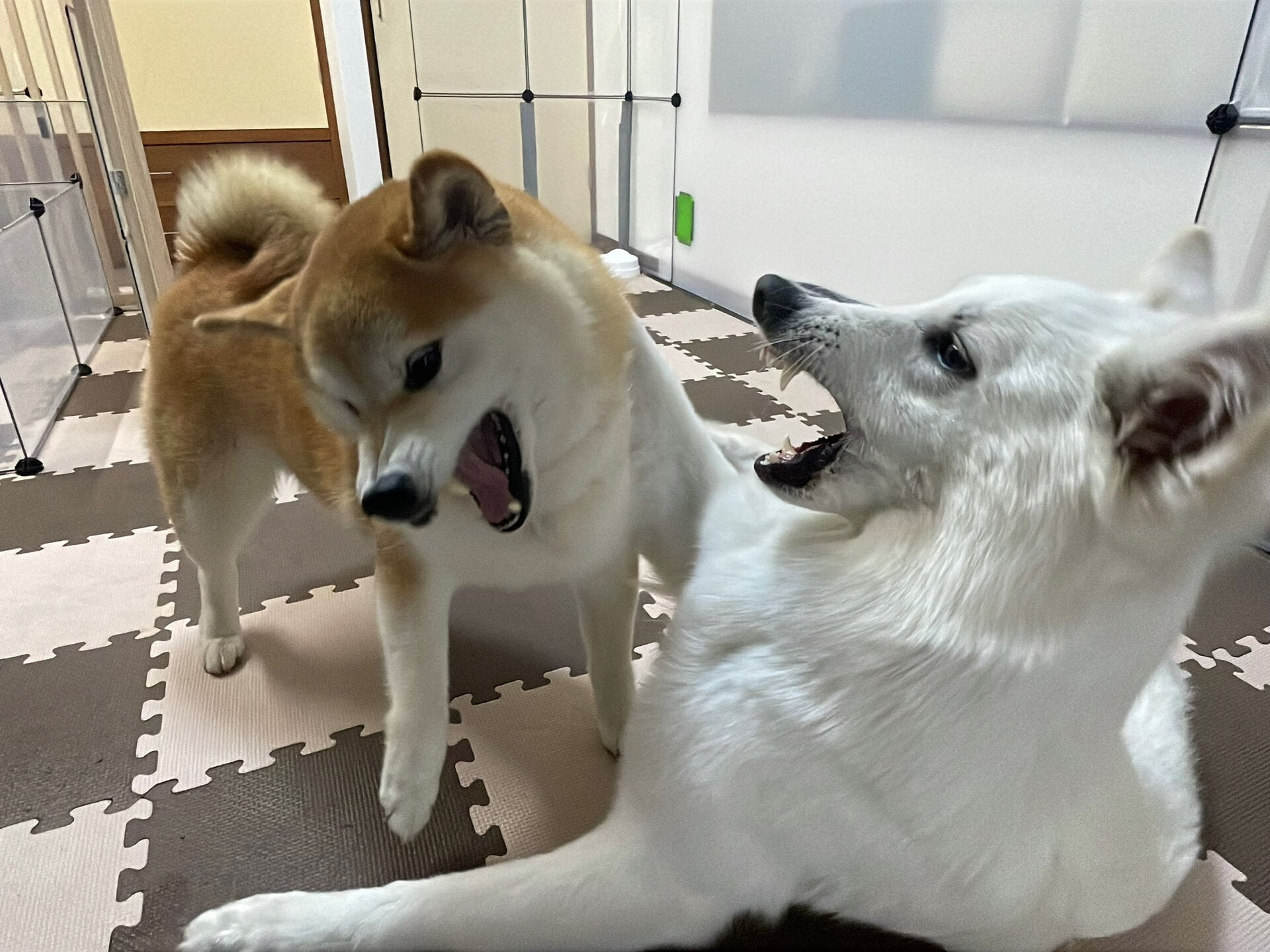 7/31のお預かり🐶✨️