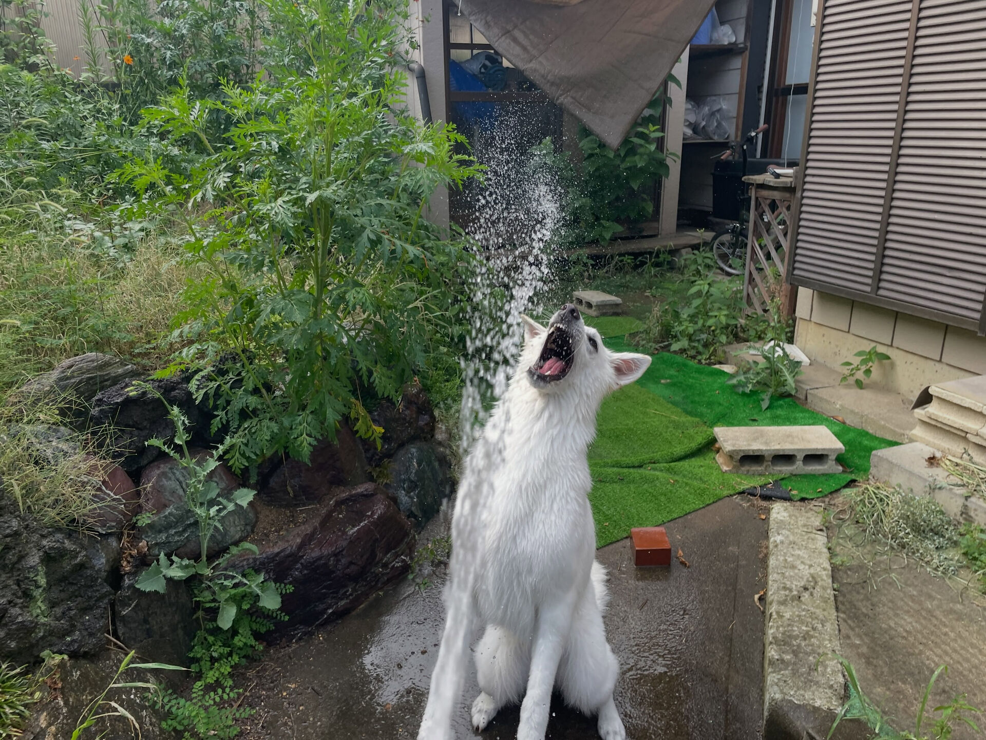 7/31のお預かり🐶✨️