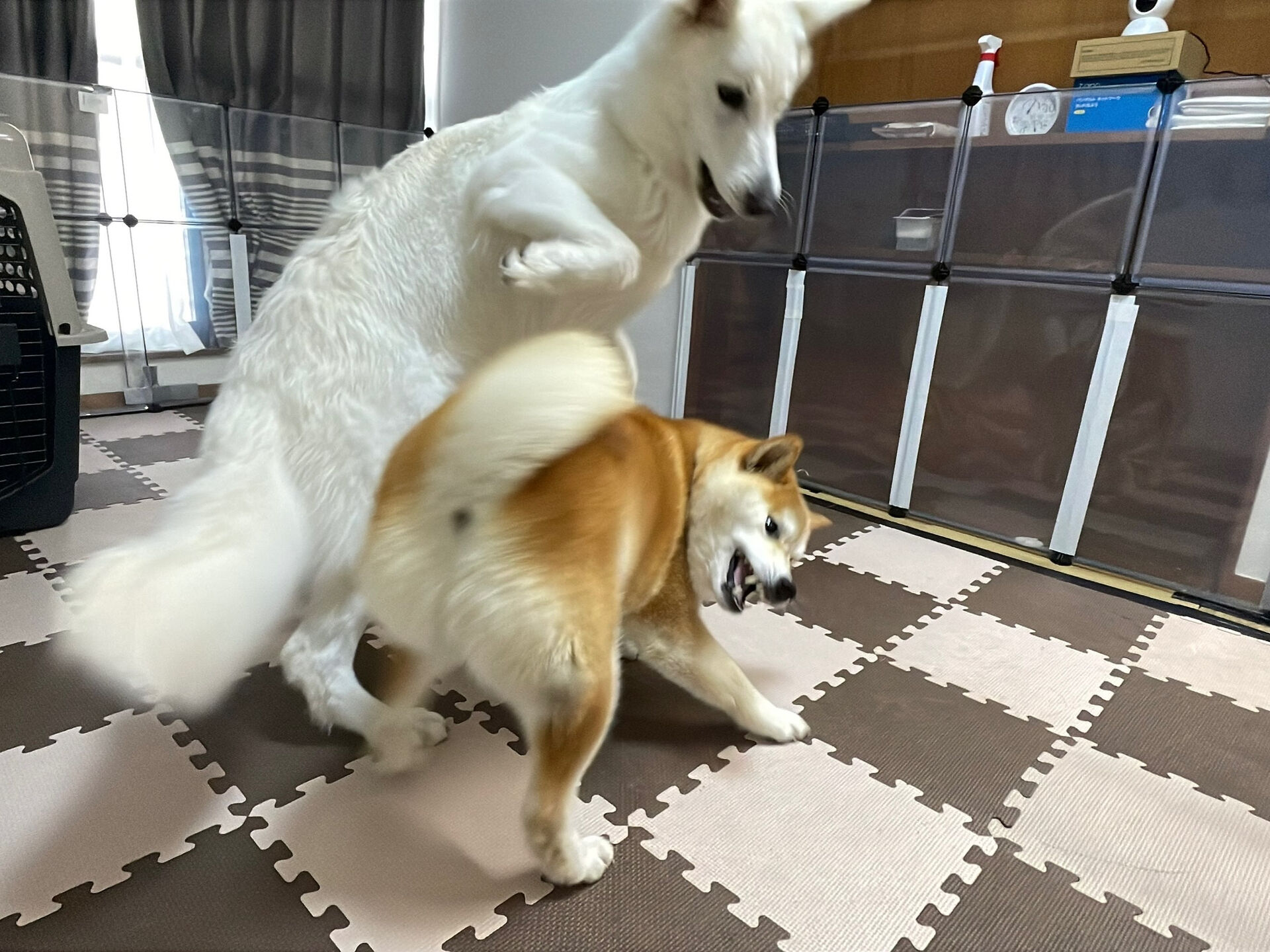 7/31のお預かり🐶✨️