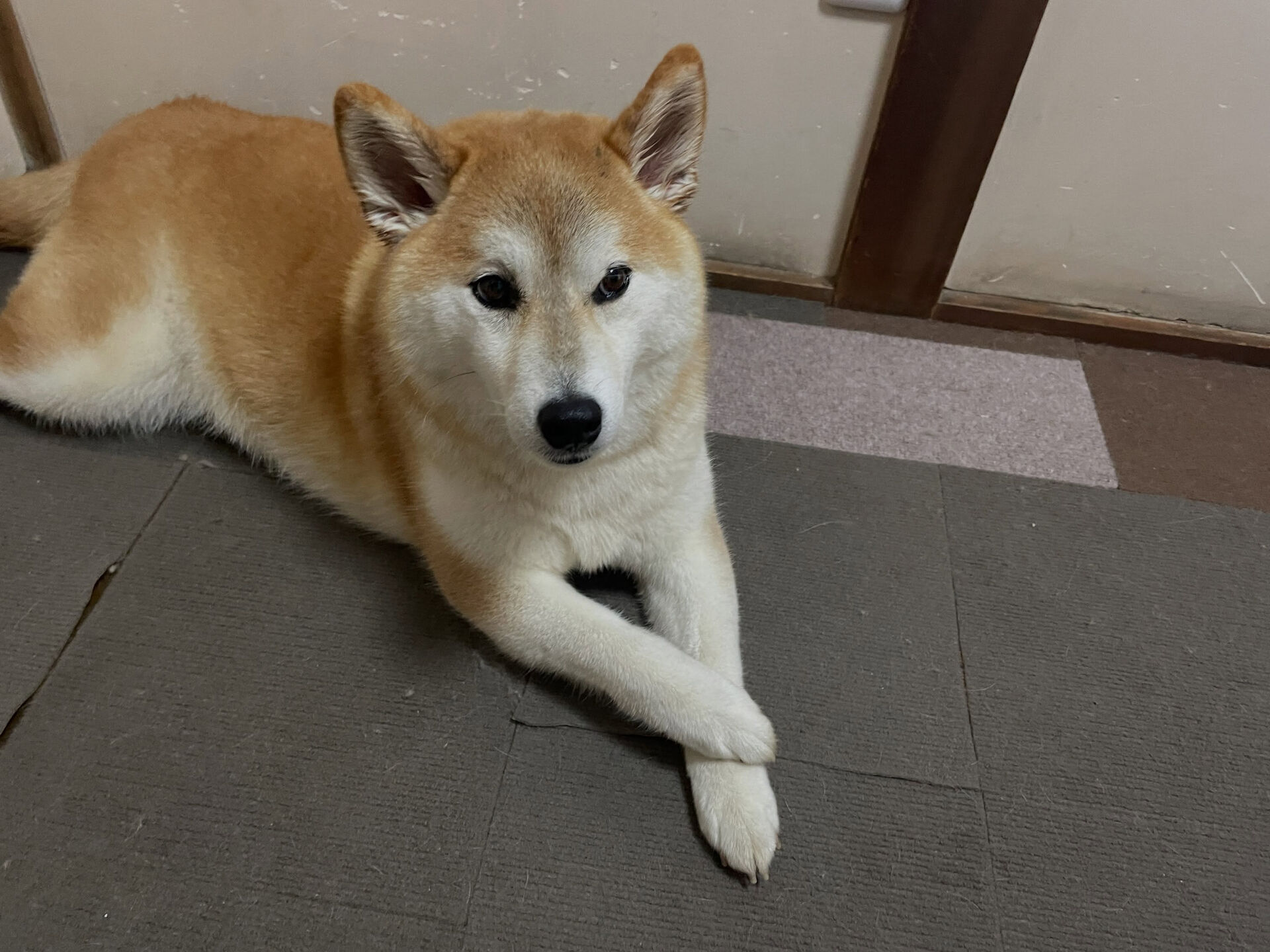 7/31のお預かり🐶✨️