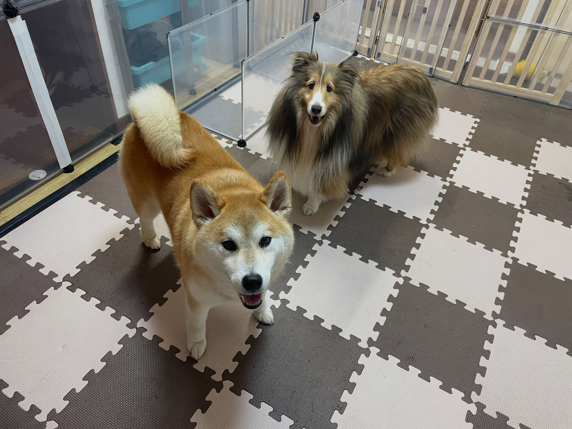 8/3のお預かり🐶✨️