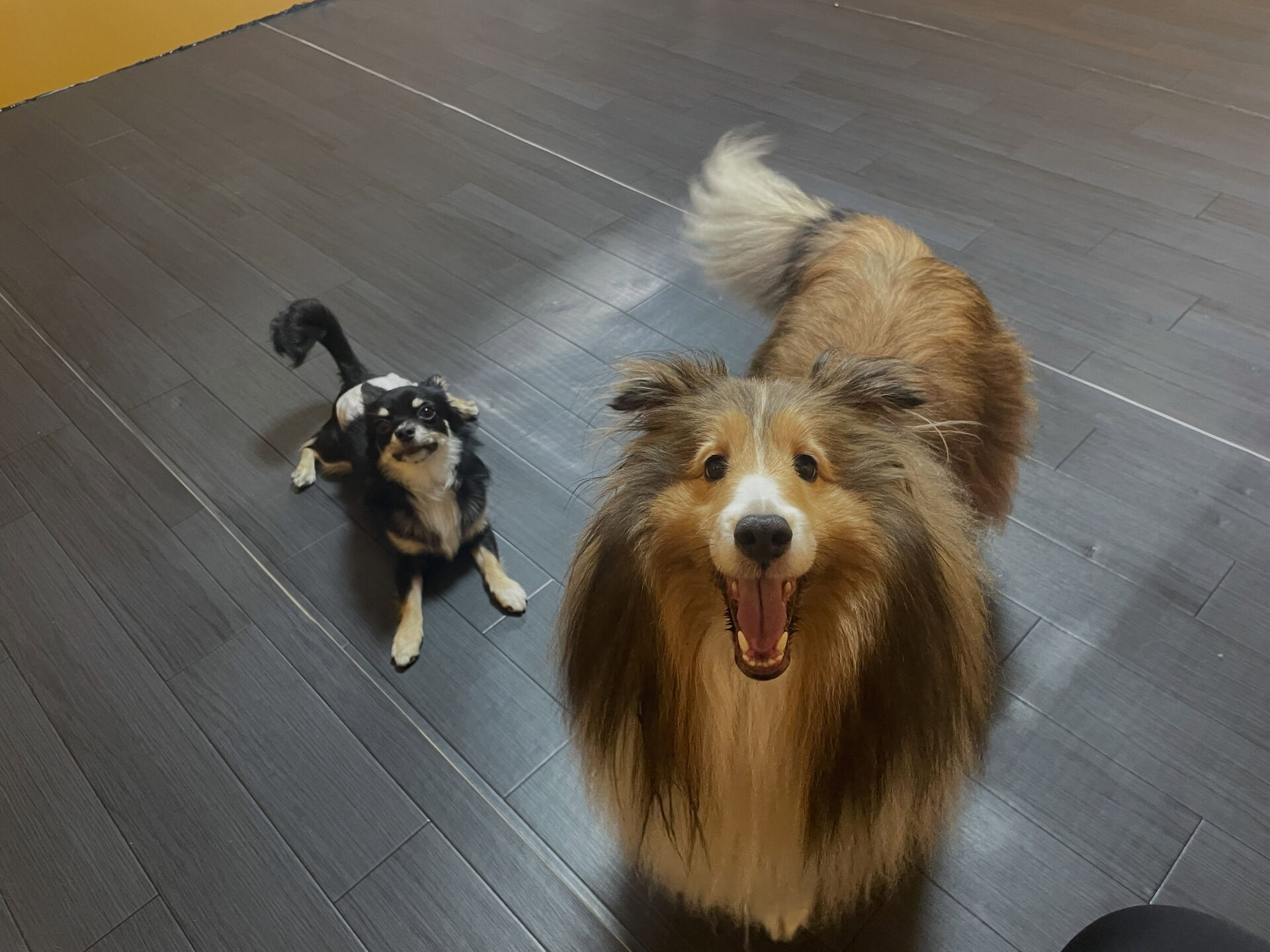 8/3のお預かり🐶✨️