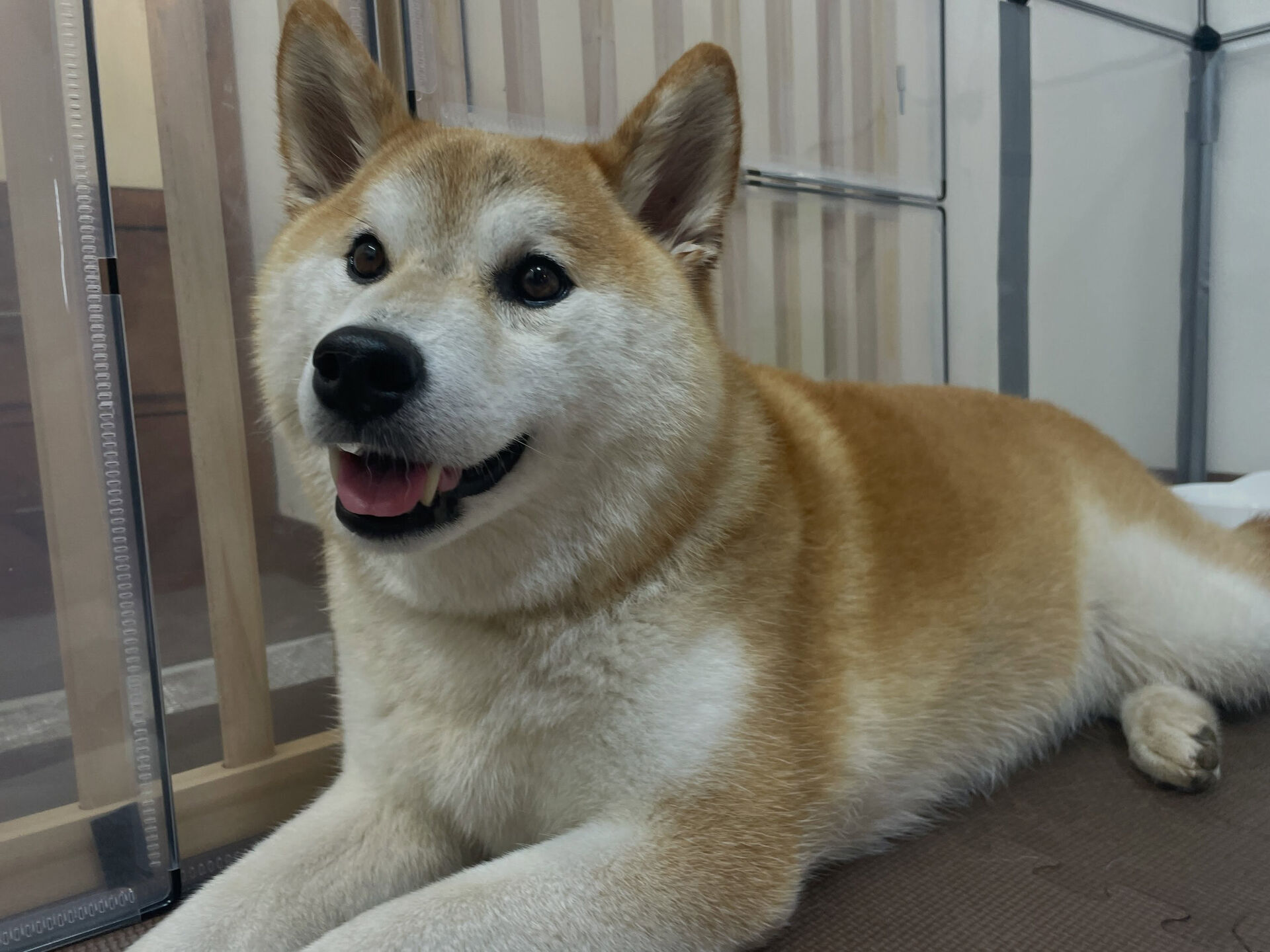 8/3のお預かり🐶✨️