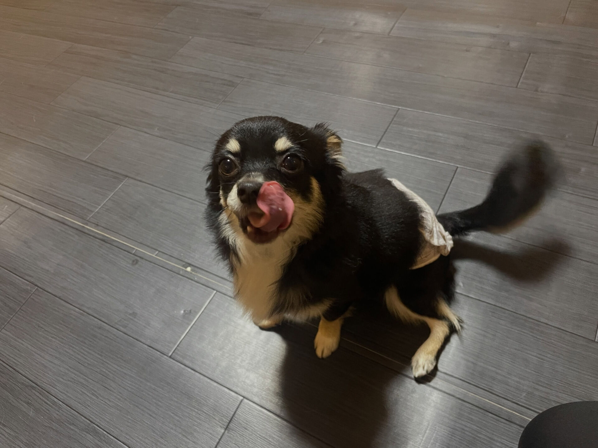 8/3のお預かり🐶✨️