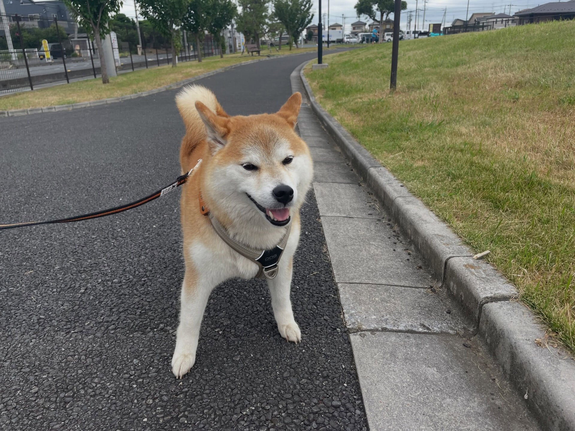 8/3のお預かり🐶✨️