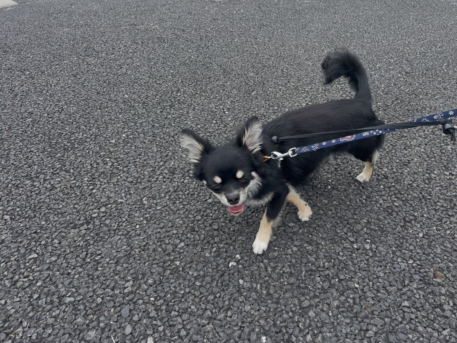 8/3のお預かり🐶✨️