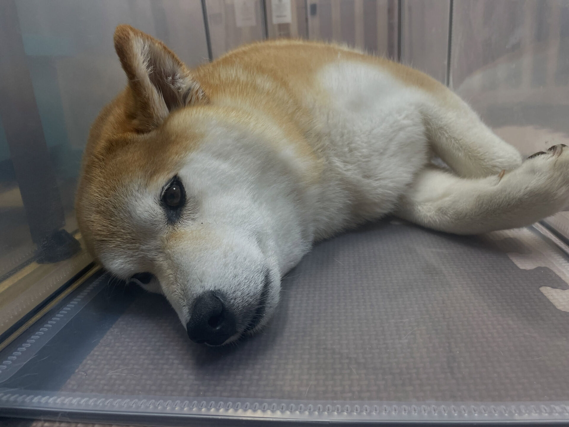 8/3のお預かり🐶✨️