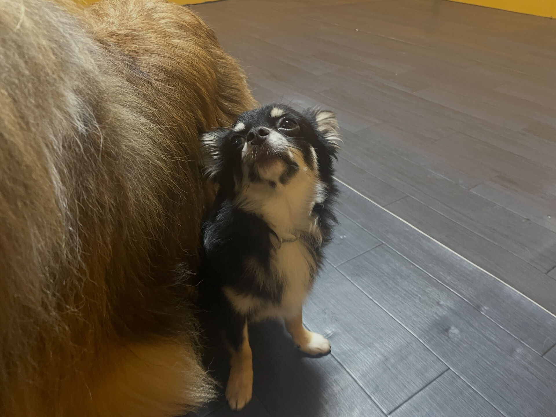 8/3のお預かり🐶✨️