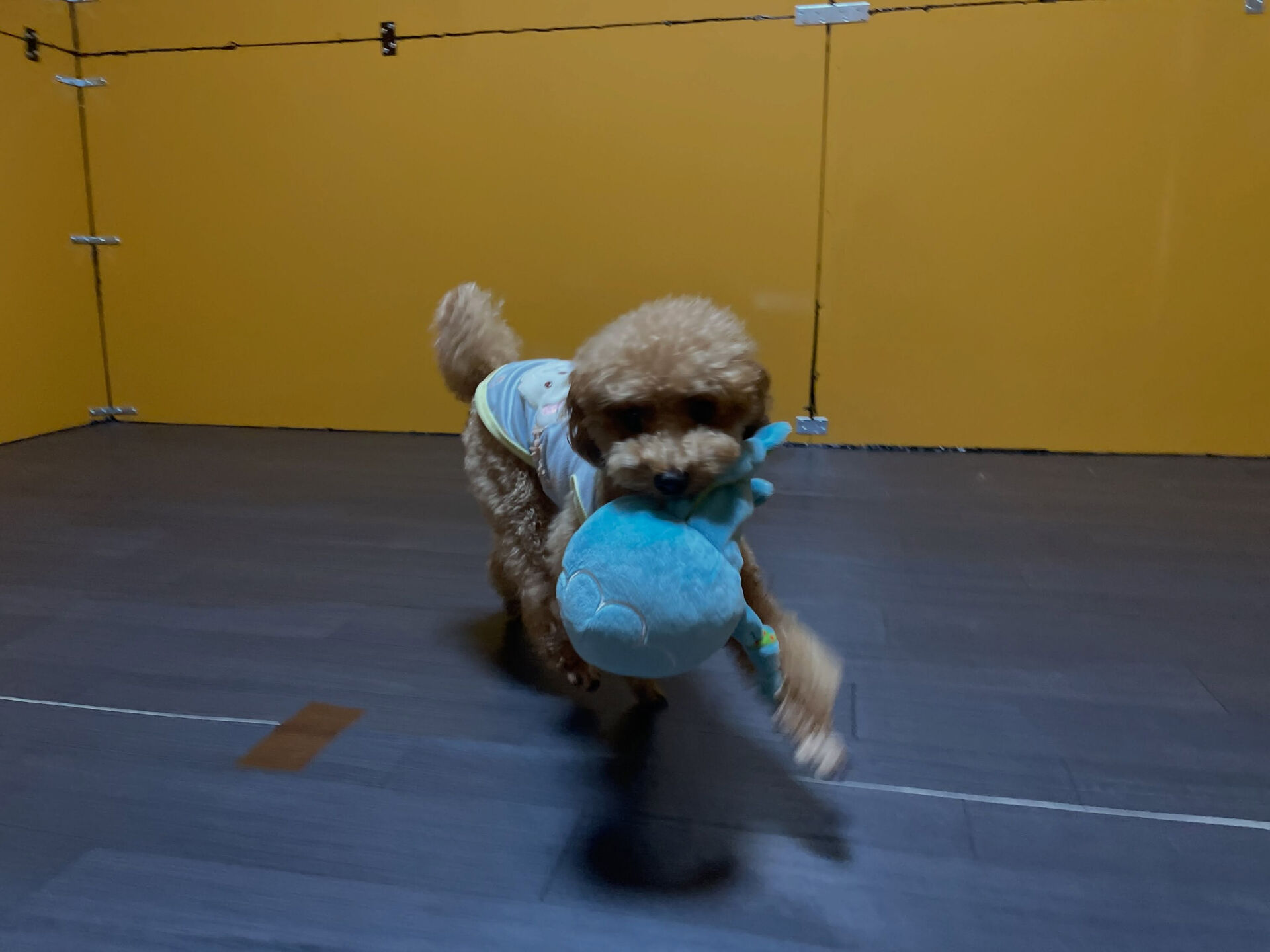 8/6のお預かり🐶✨️