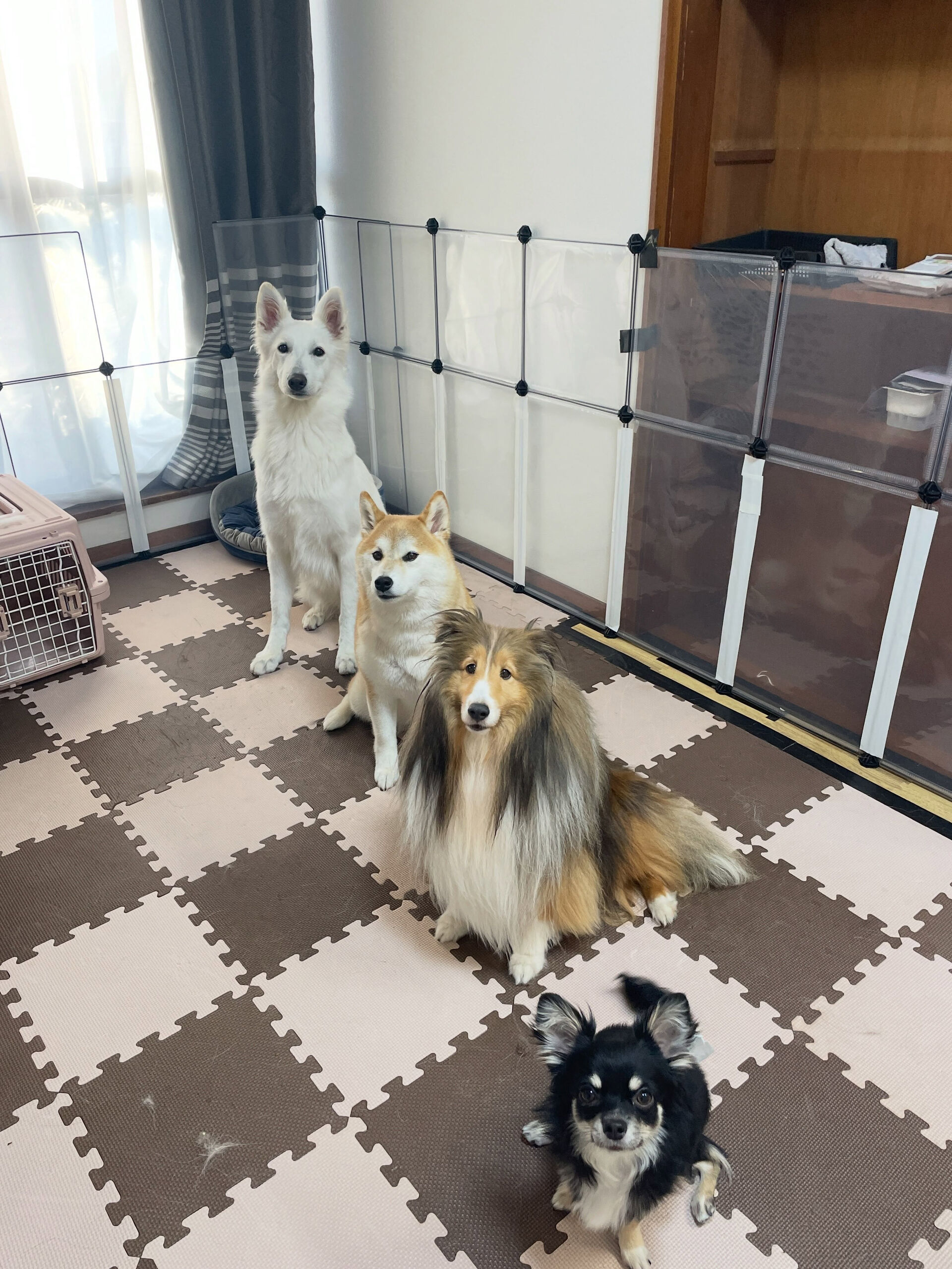 久喜市でしつけ教室、ペットホテルをお探しなら「ここ犬」へ🐶