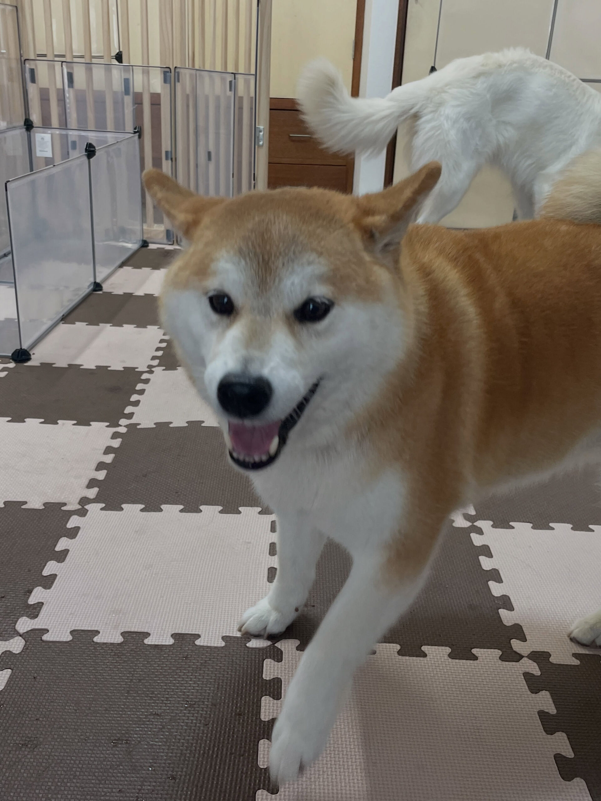 久喜市でしつけ教室、ペットホテルをお探しなら「ここ犬」へ🐶