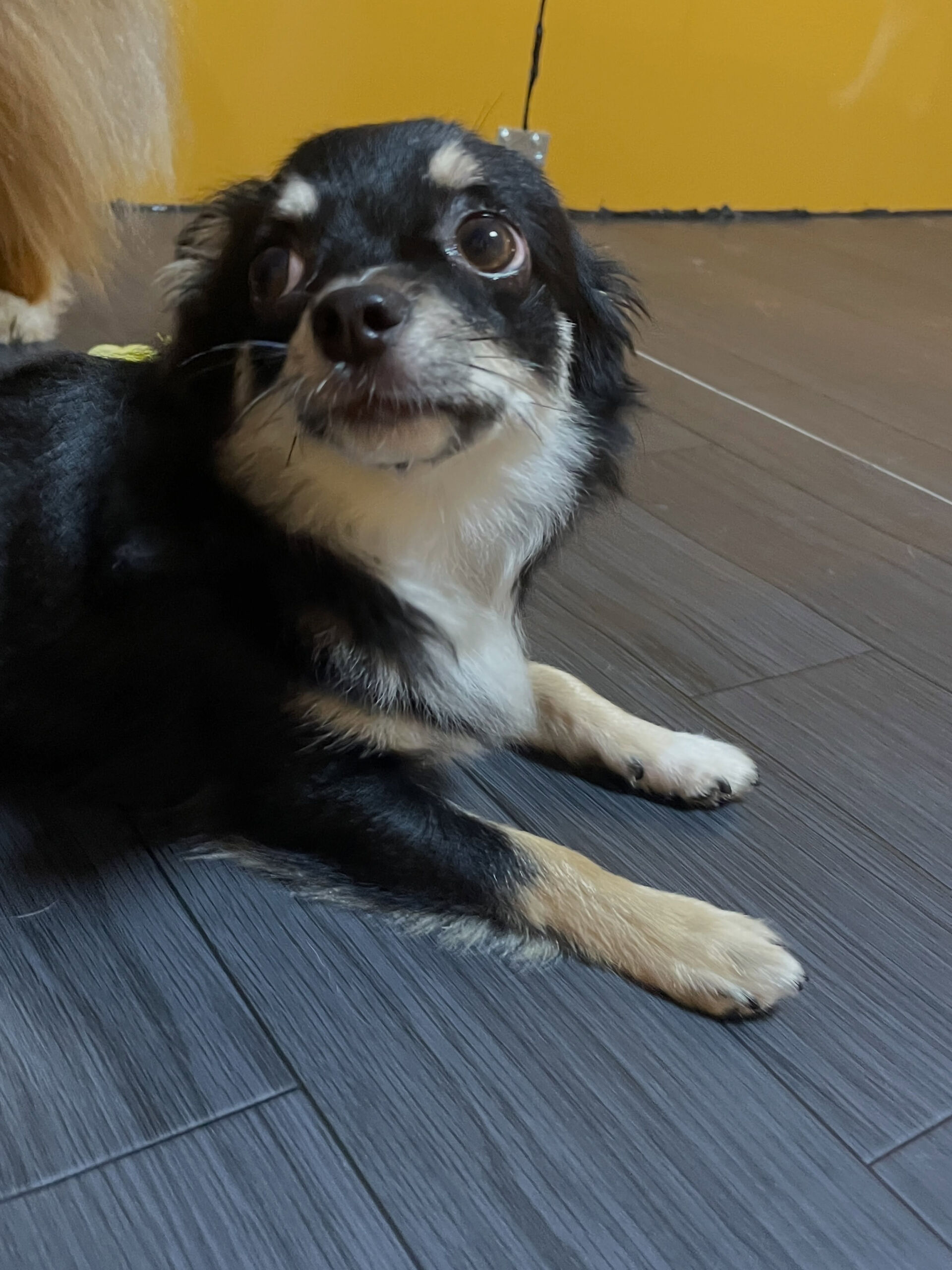 久喜市でしつけ教室、ペットホテルをお探しなら「ここ犬」へ🐶