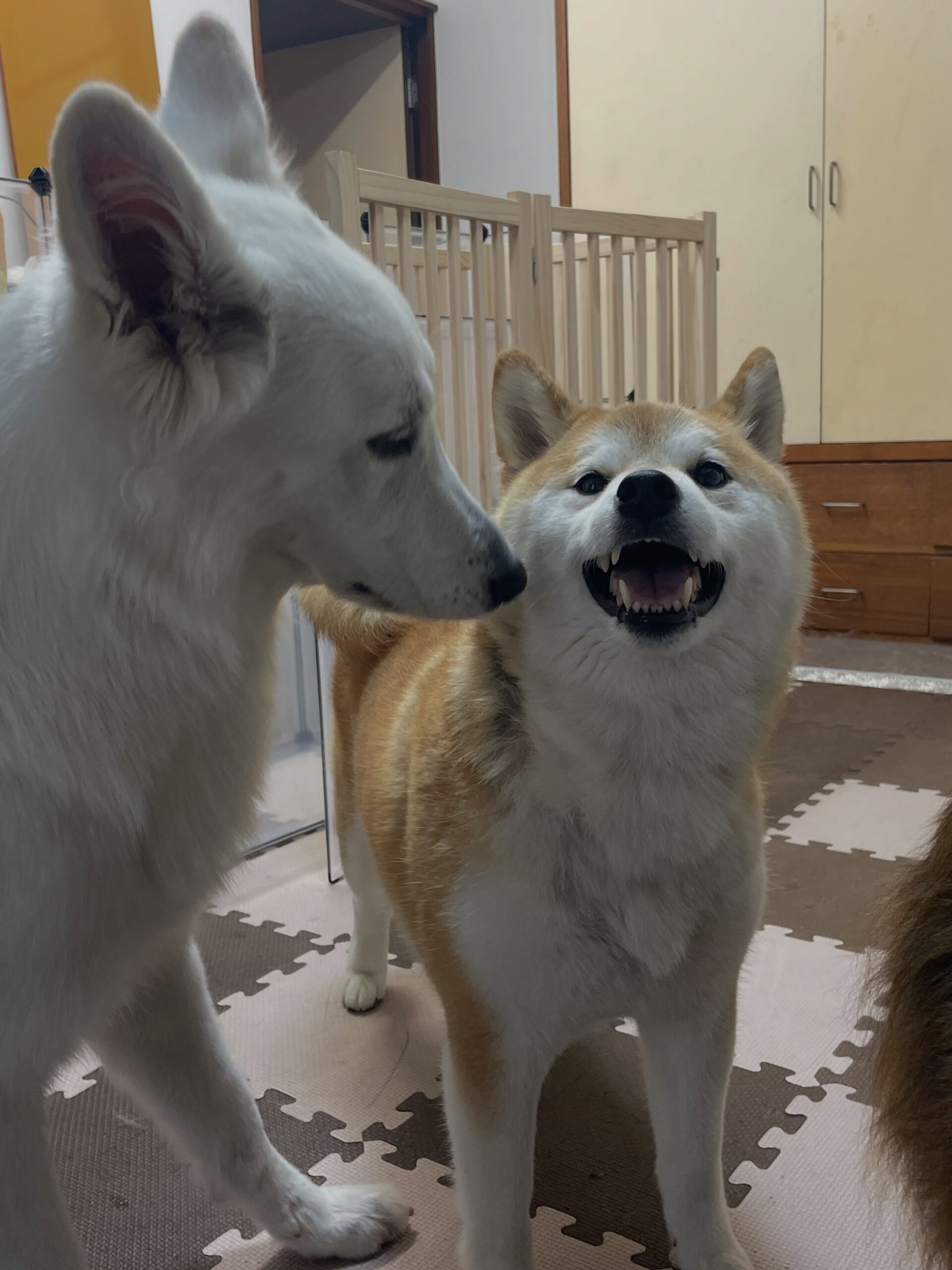 久喜市でしつけ教室、ペットホテルをお探しなら「ここ犬」へ🐶