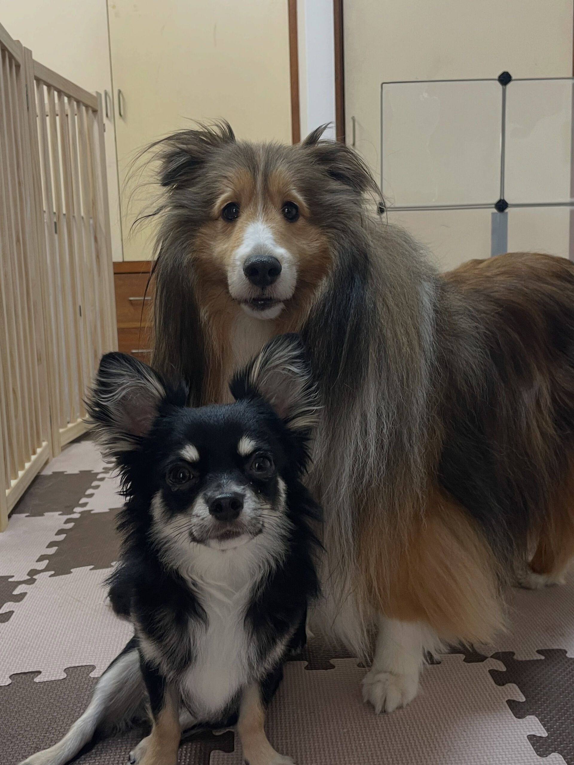久喜市でしつけ教室、ペットホテルをお探しなら「ここ犬」へ🐶
