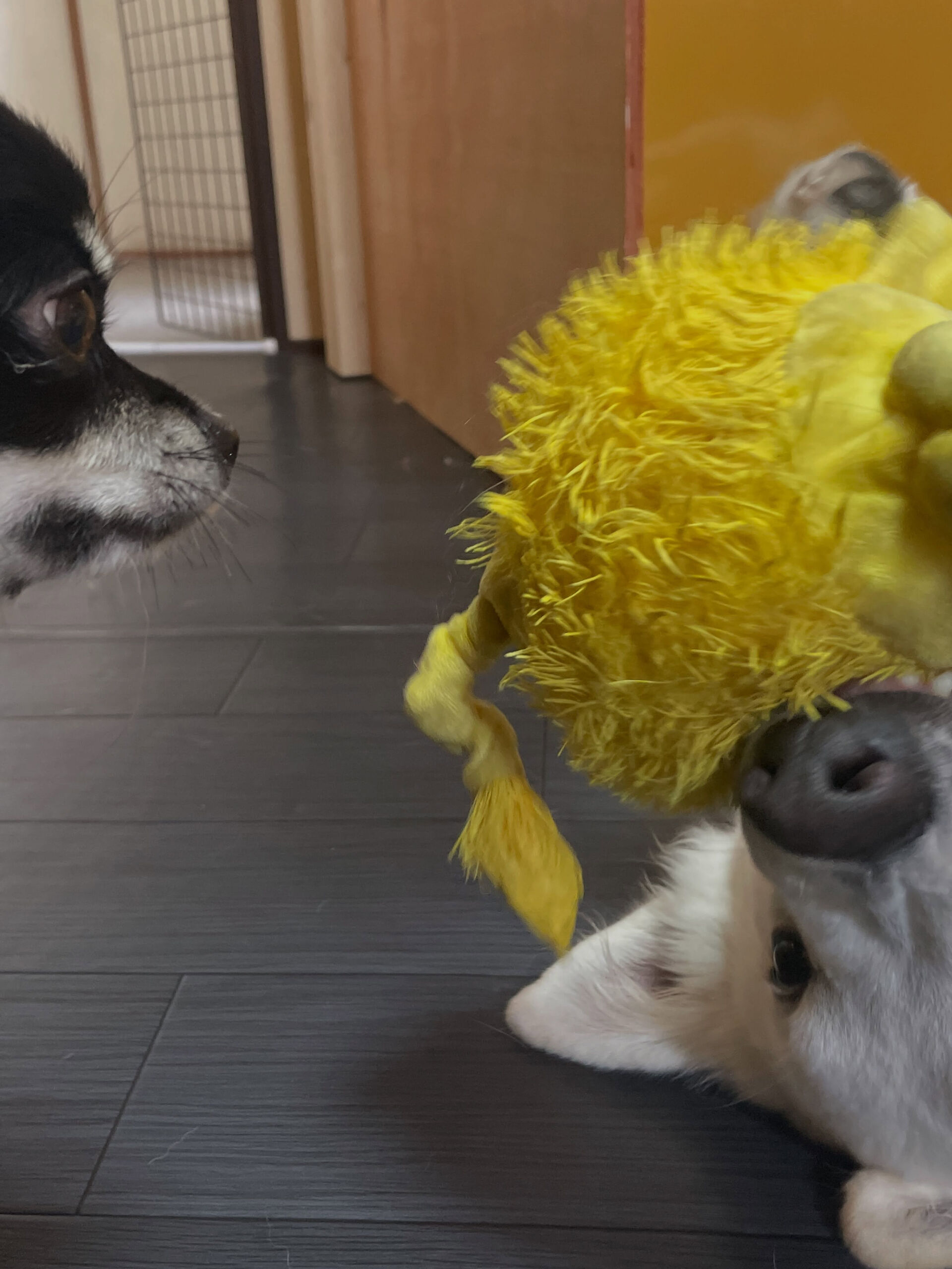 久喜市でしつけ教室、ペットホテルをお探しなら「ここ犬」へ🐶