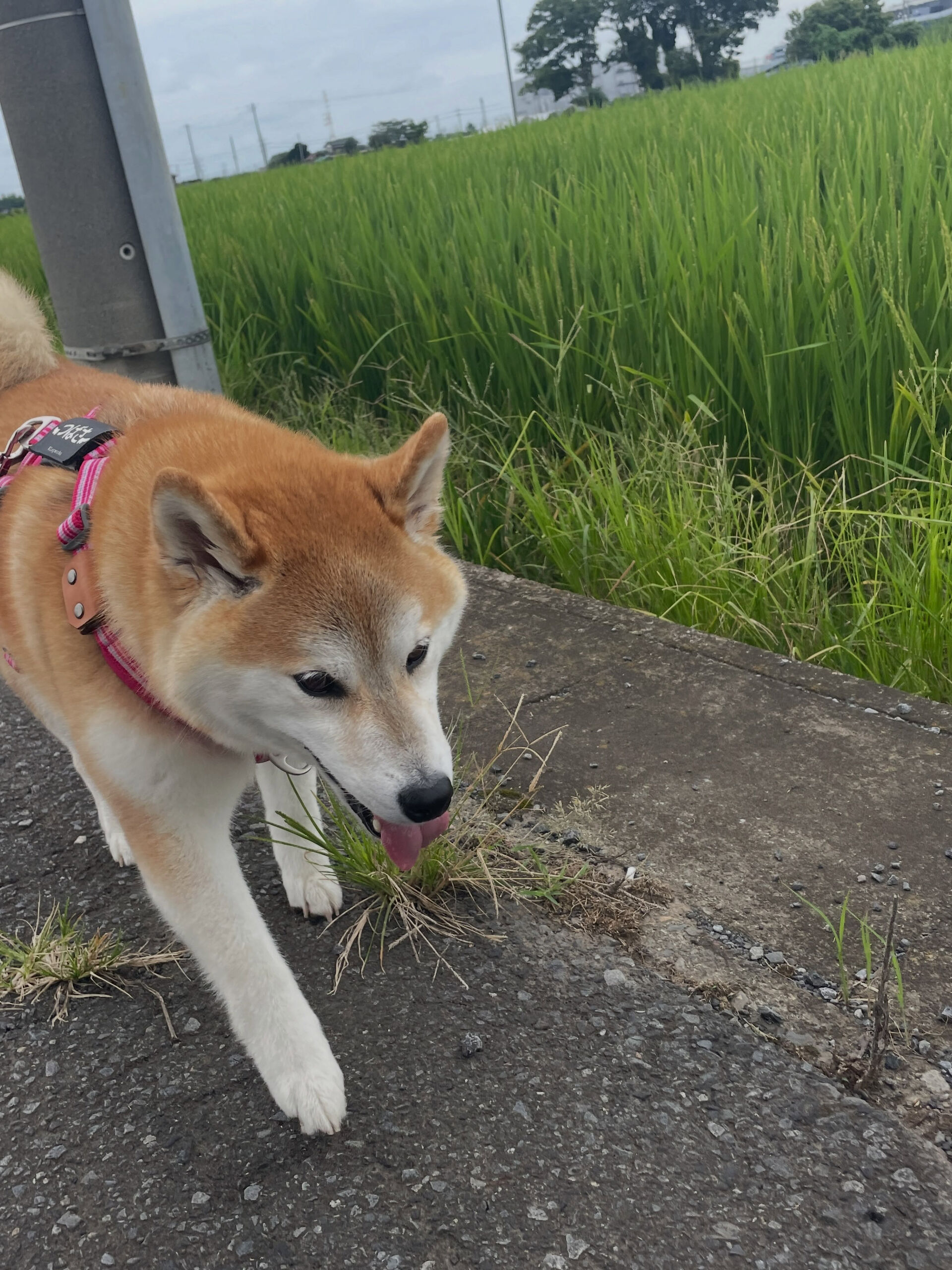 久喜市でしつけ教室、ペットホテルをお探しなら「ここ犬」へ🐶