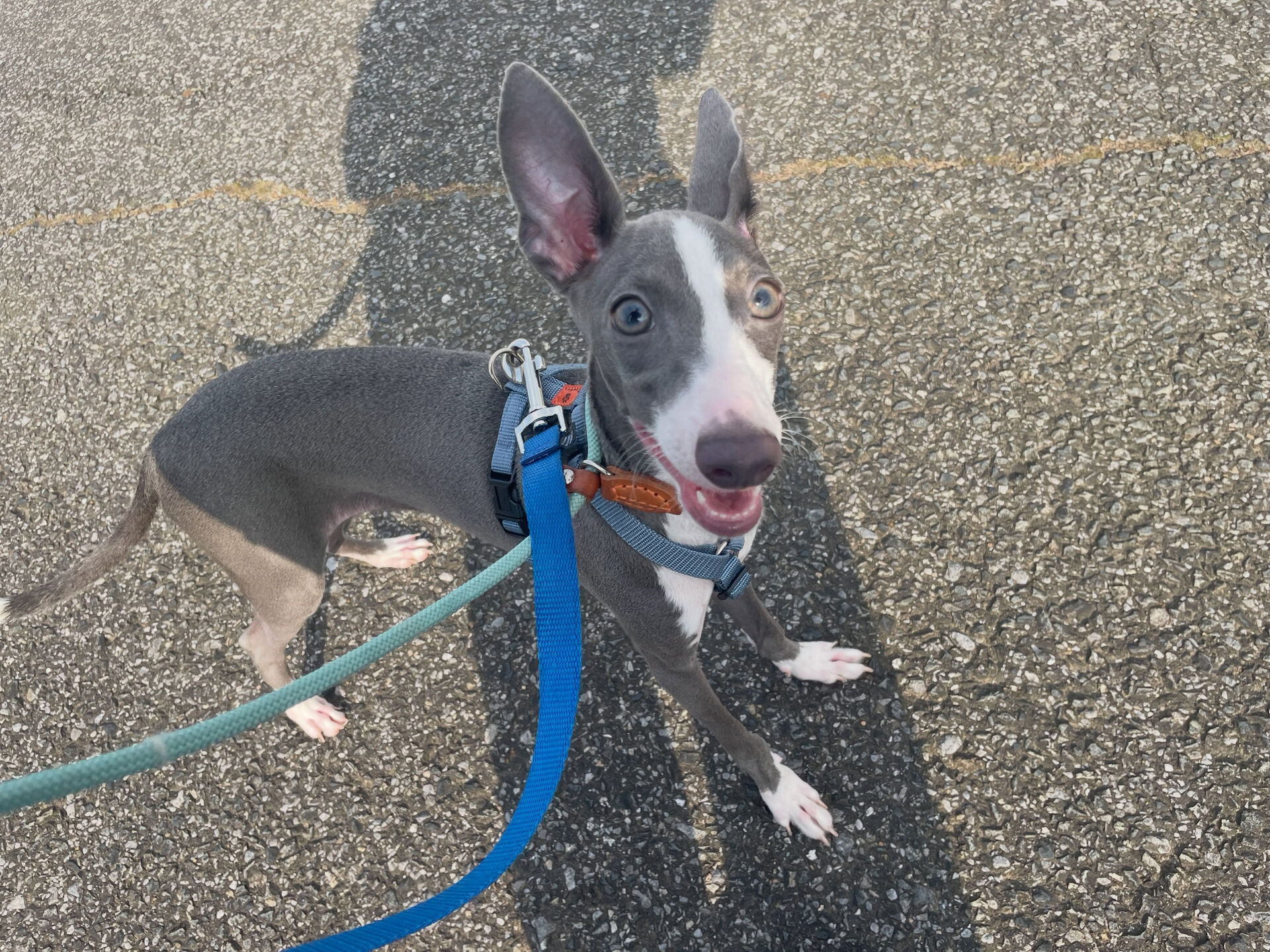久喜市でしつけ教室、ペットホテルをお探しなら「ここ犬」へ🐶