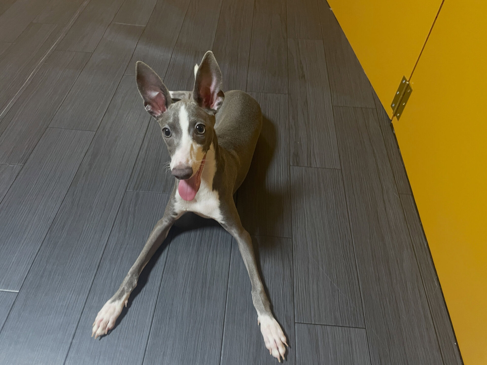 久喜市でしつけ教室、ペットホテルをお探しなら「ここ犬」へ🐶