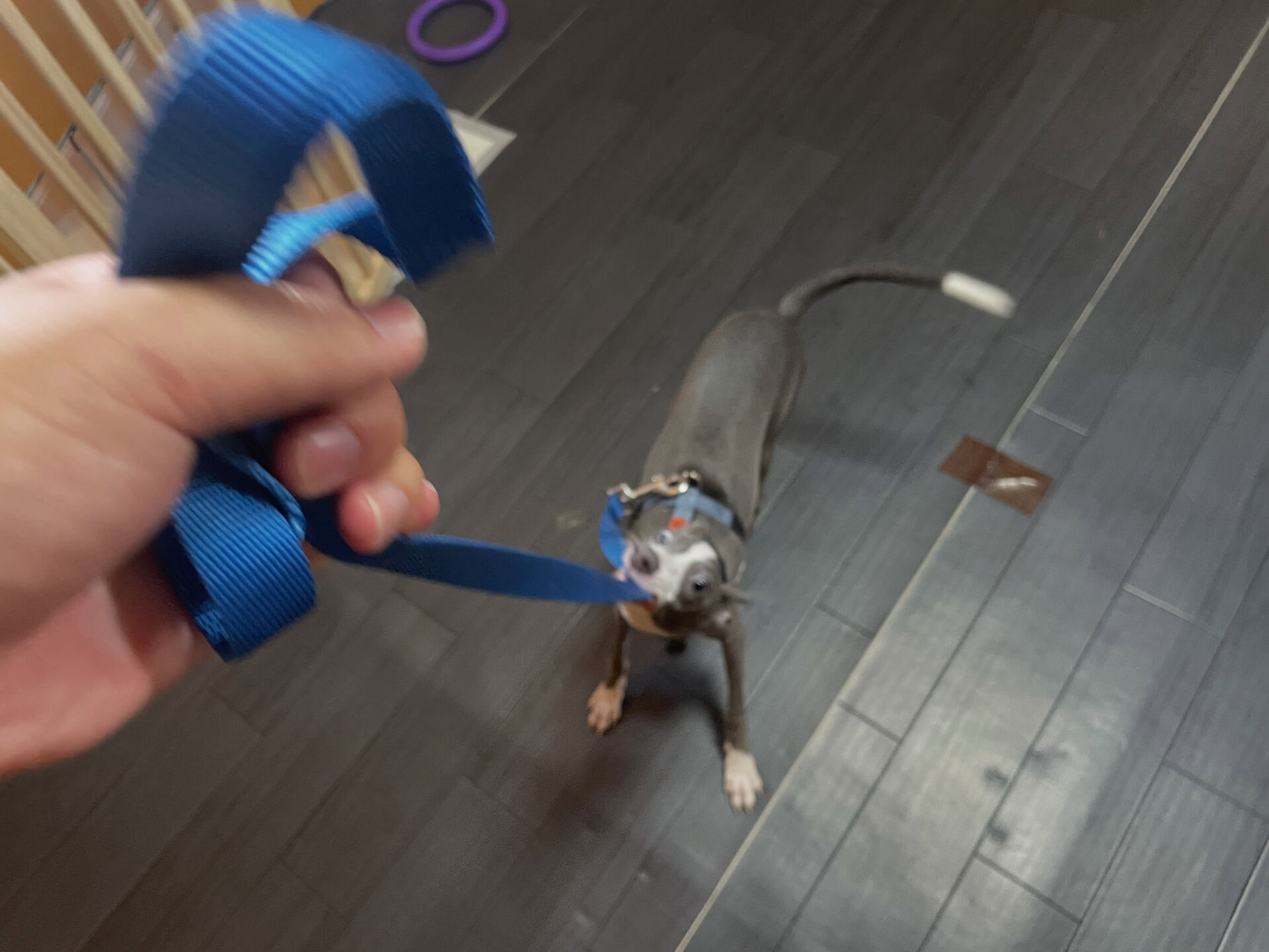 久喜市でしつけ教室、ペットホテルをお探しなら「ここ犬」へ🐶