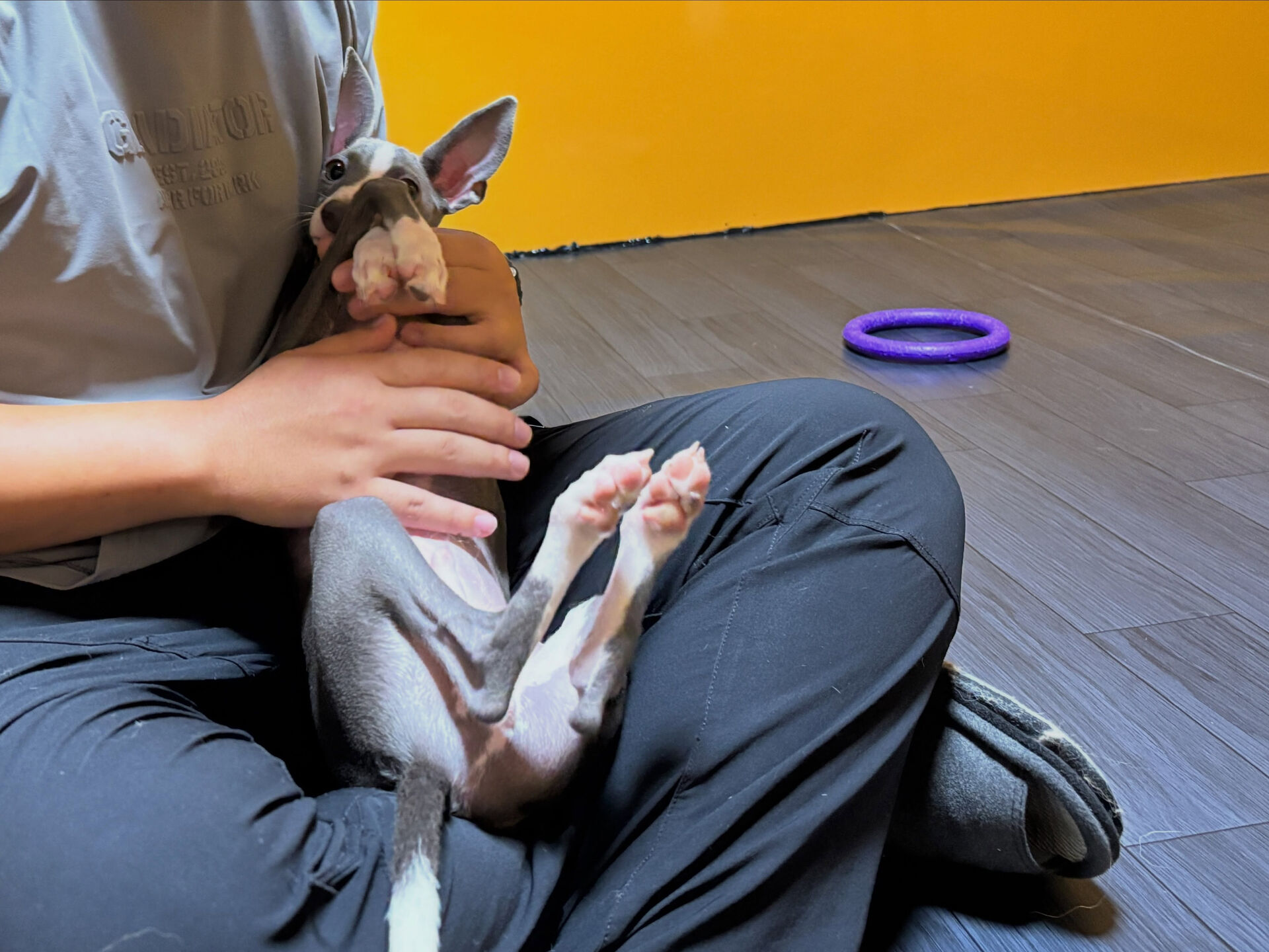 久喜市でしつけ教室、ペットホテルをお探しなら「ここ犬」へ🐶