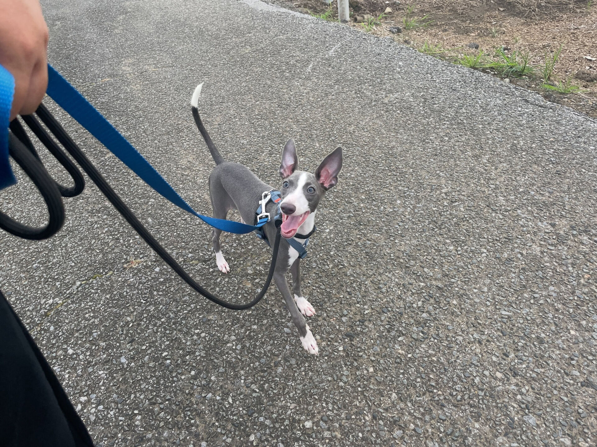 久喜市でしつけ教室、ペットホテルをお探しなら「ここ犬」へ🐶