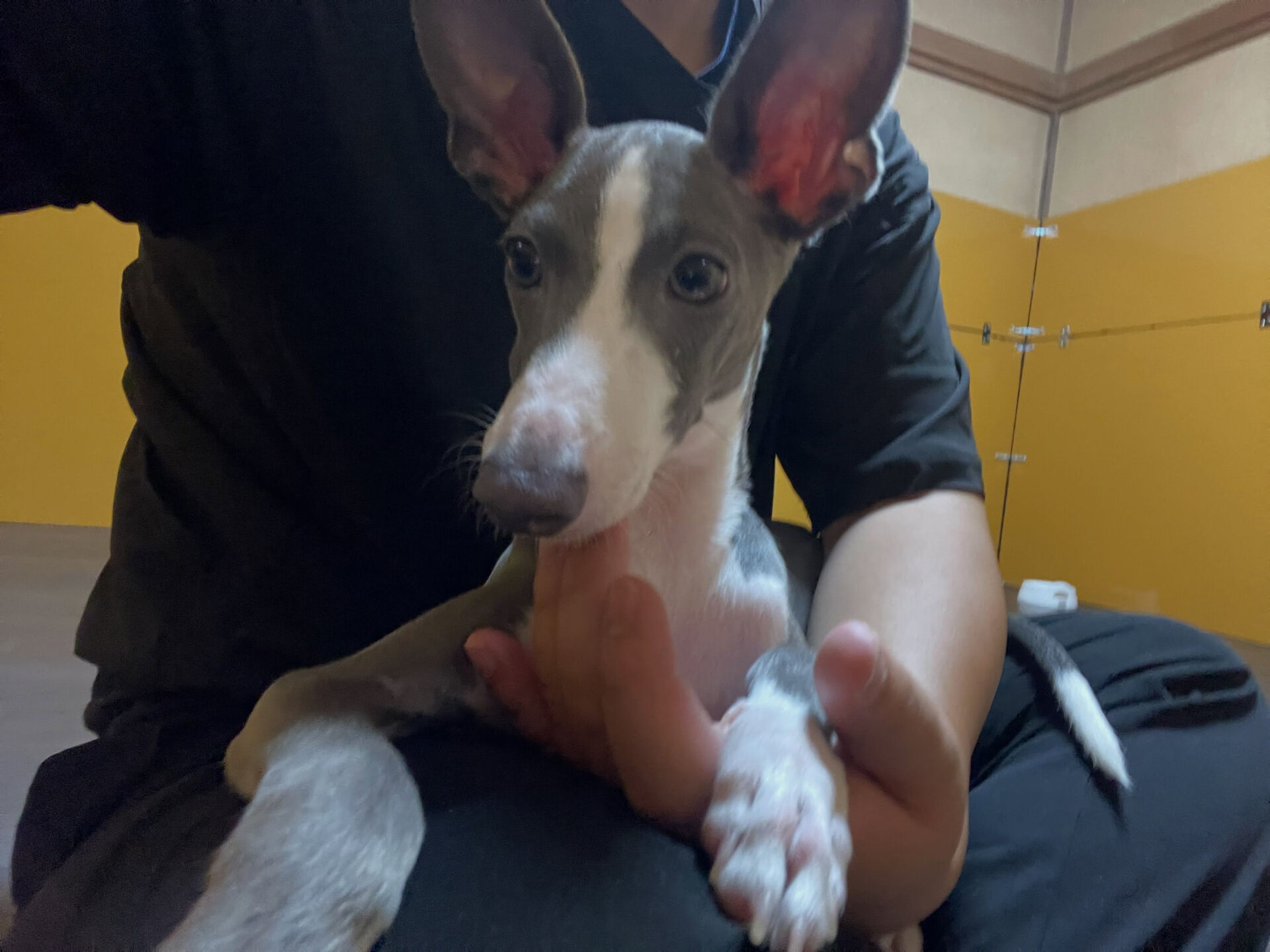 久喜市でしつけ教室、ペットホテルをお探しなら「ここ犬」へ🐶