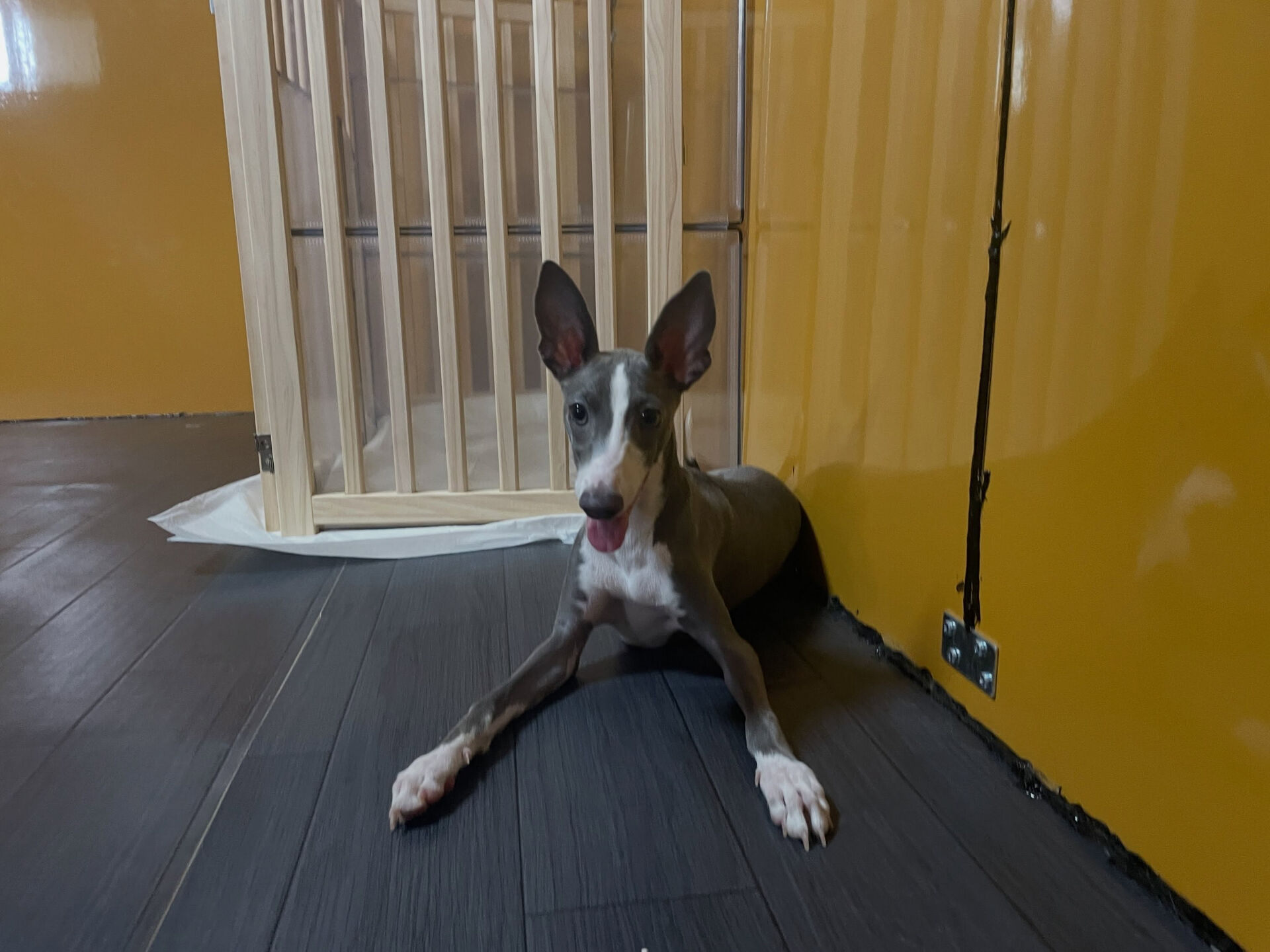 久喜市でしつけ教室、ペットホテルをお探しなら「ここ犬」へ🐶