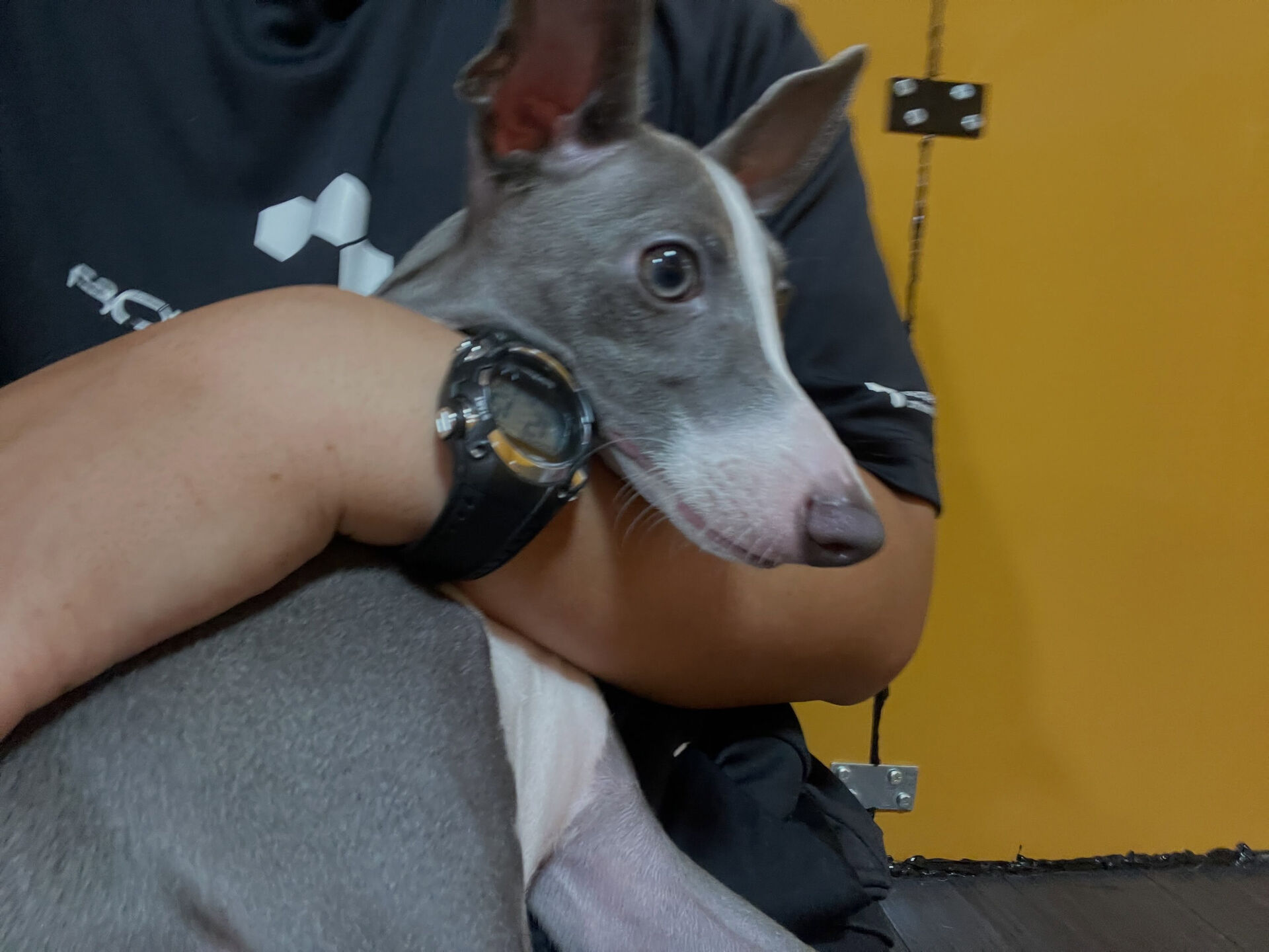 久喜市でしつけ教室、ペットホテルをお探しなら「ここ犬」へ🐶