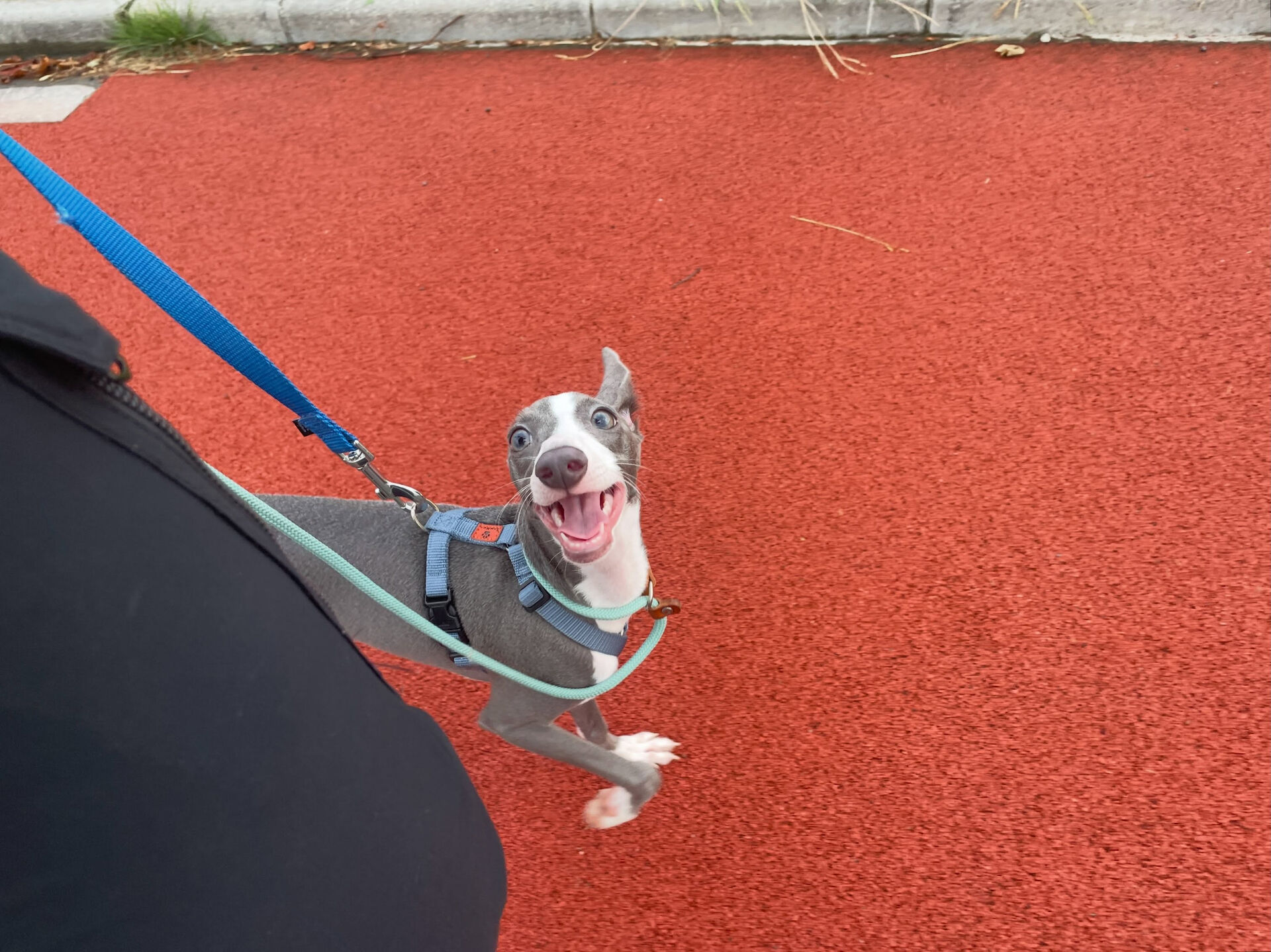 久喜市でしつけ教室、ペットホテルをお探しなら「ここ犬」へ🐶