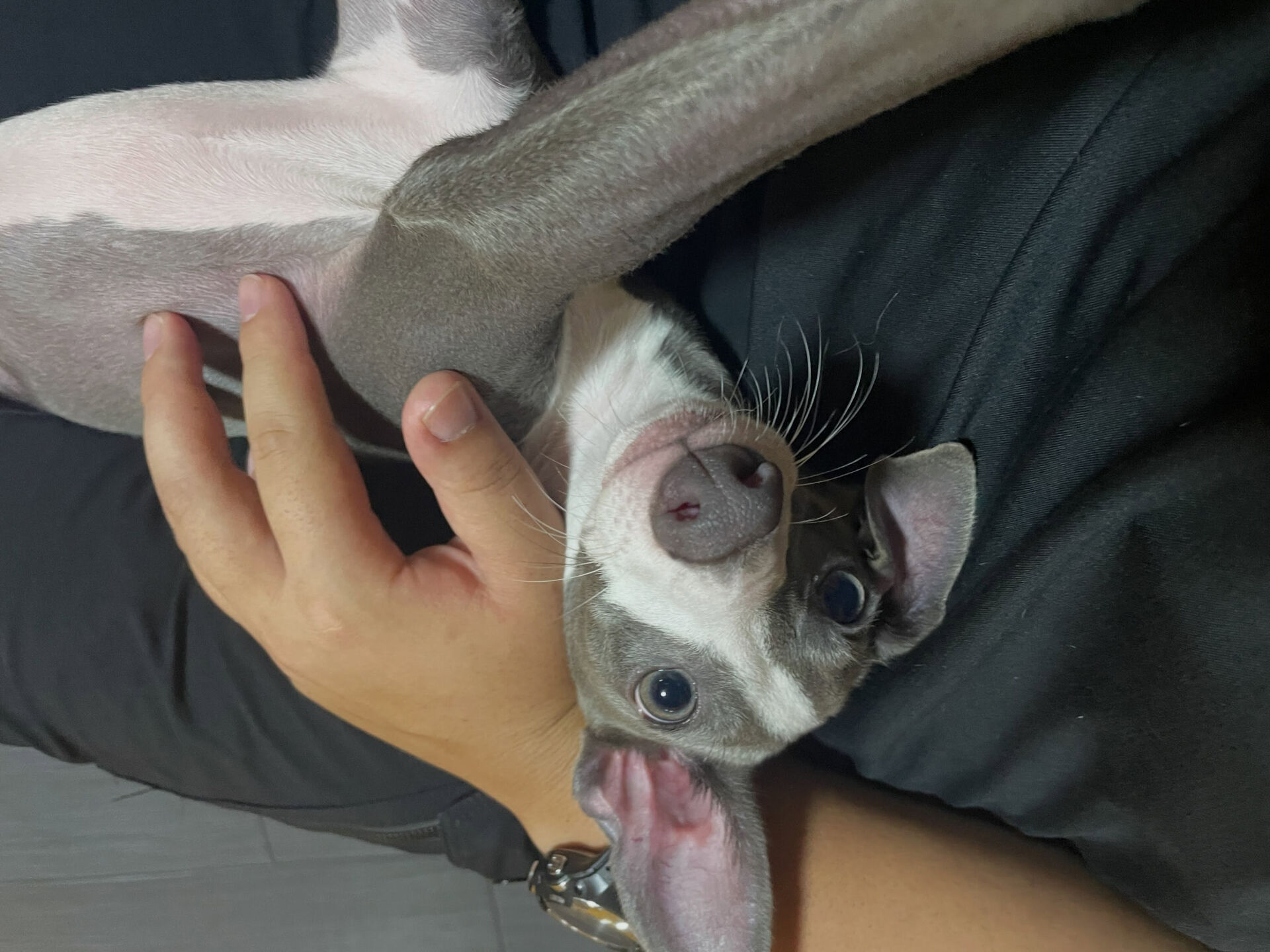 久喜市でしつけ教室、ペットホテルをお探しなら「ここ犬」へ🐶