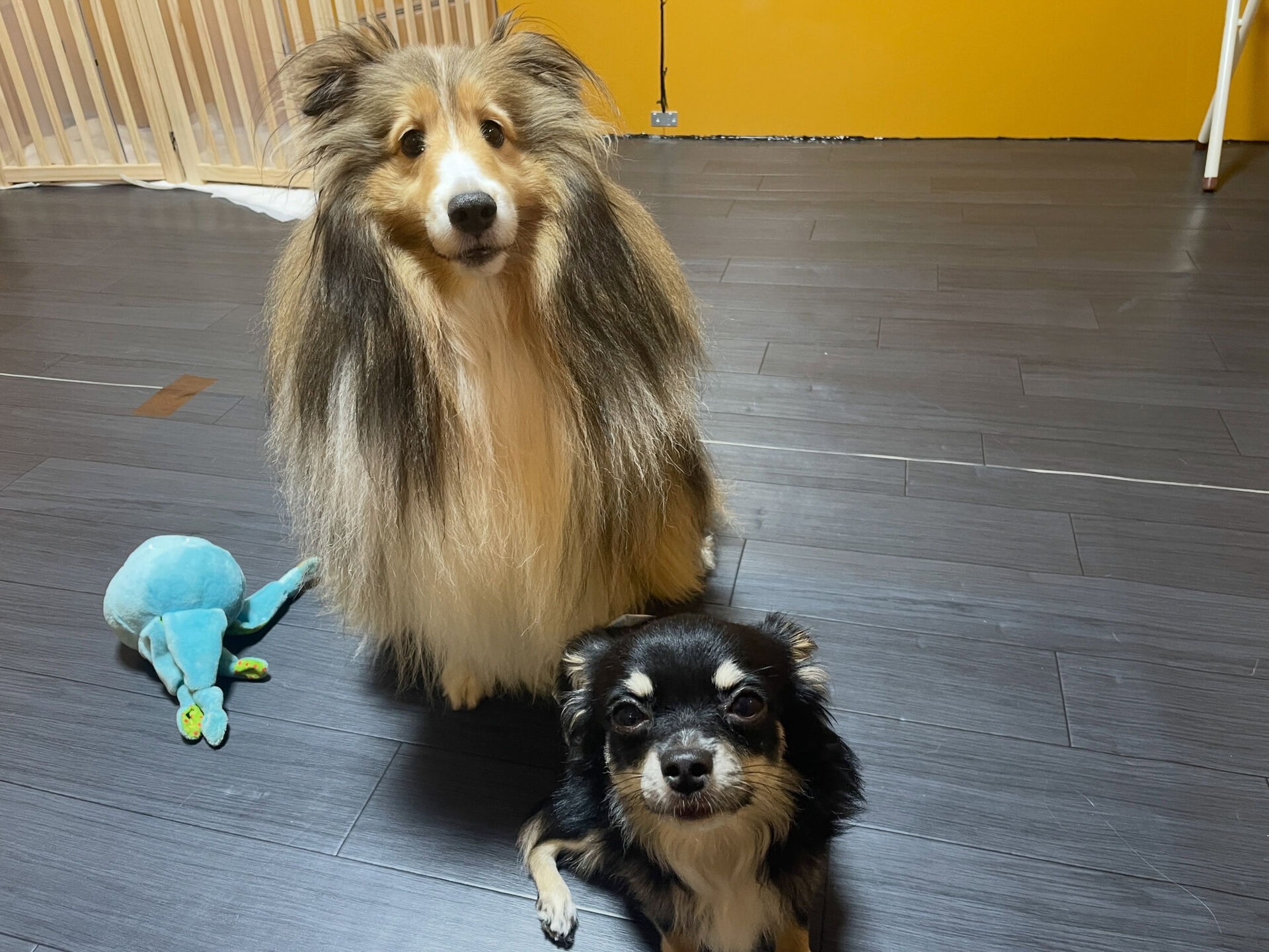 久喜市でしつけ教室、ペットホテルをお探しなら「ここ犬」へ🐶