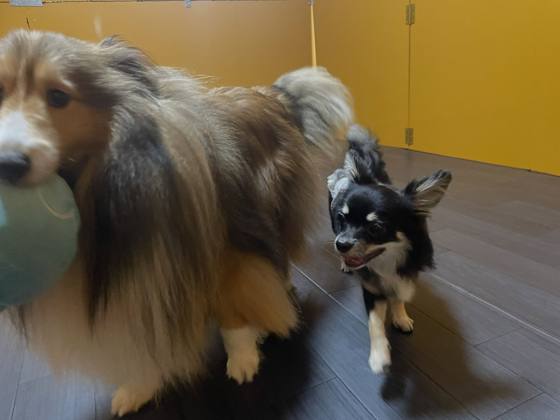 久喜市でしつけ教室、ペットホテルをお探しなら「ここ犬」へ🐶