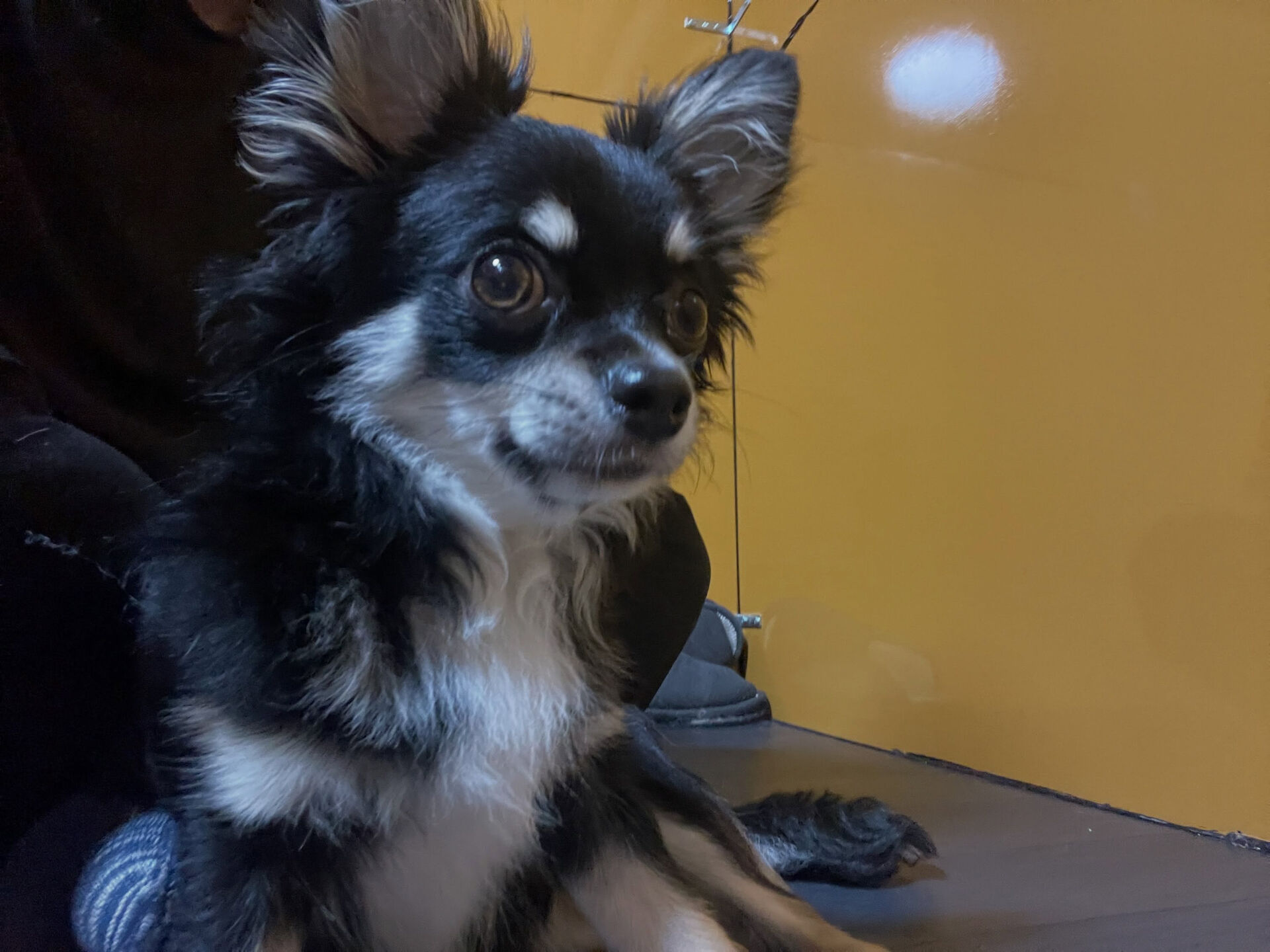 久喜市でしつけ教室、ペットホテルをお探しなら「ここ犬」へ🐶