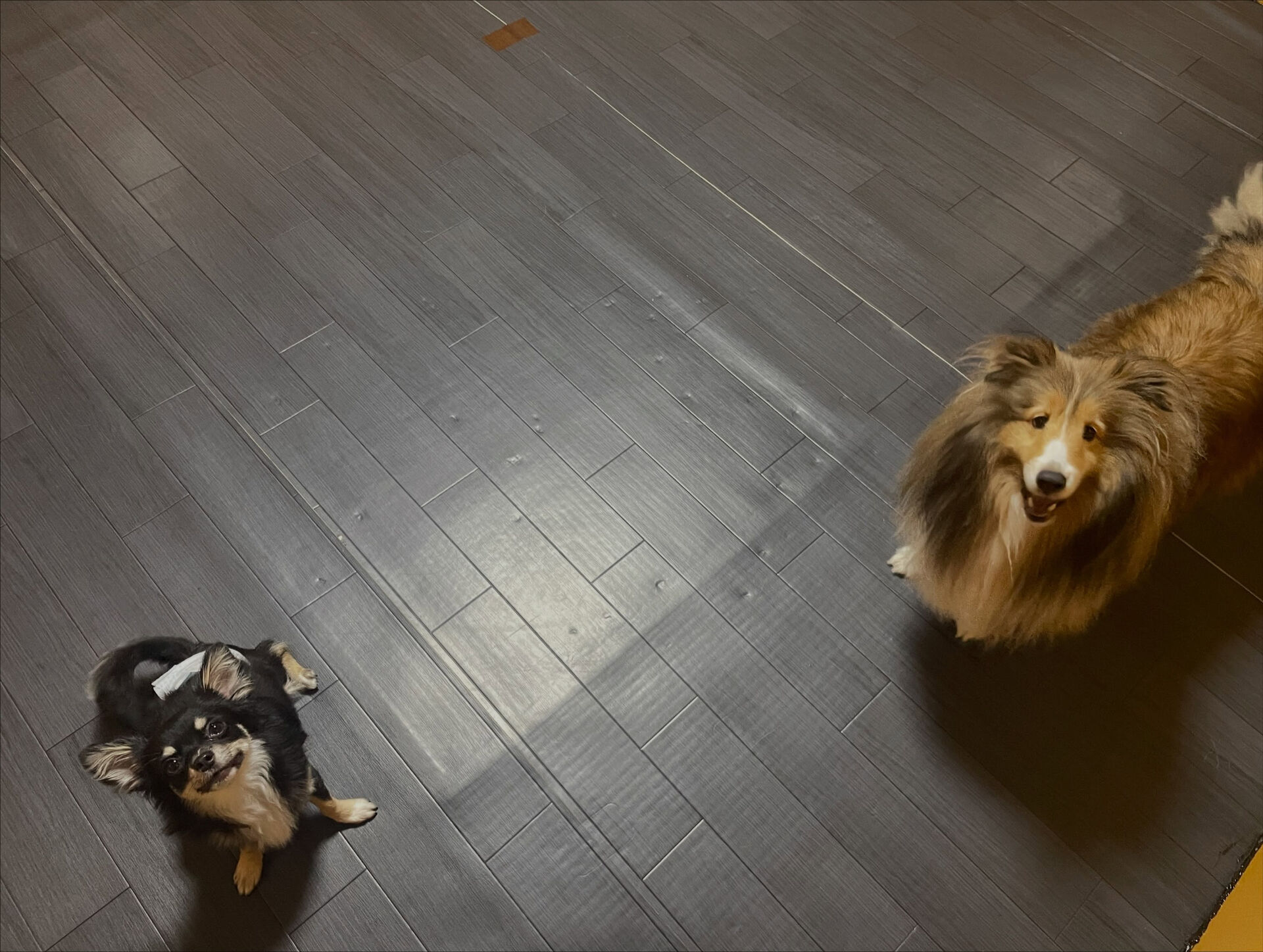 久喜市でしつけ教室、ペットホテルをお探しなら「ここ犬」へ🐶