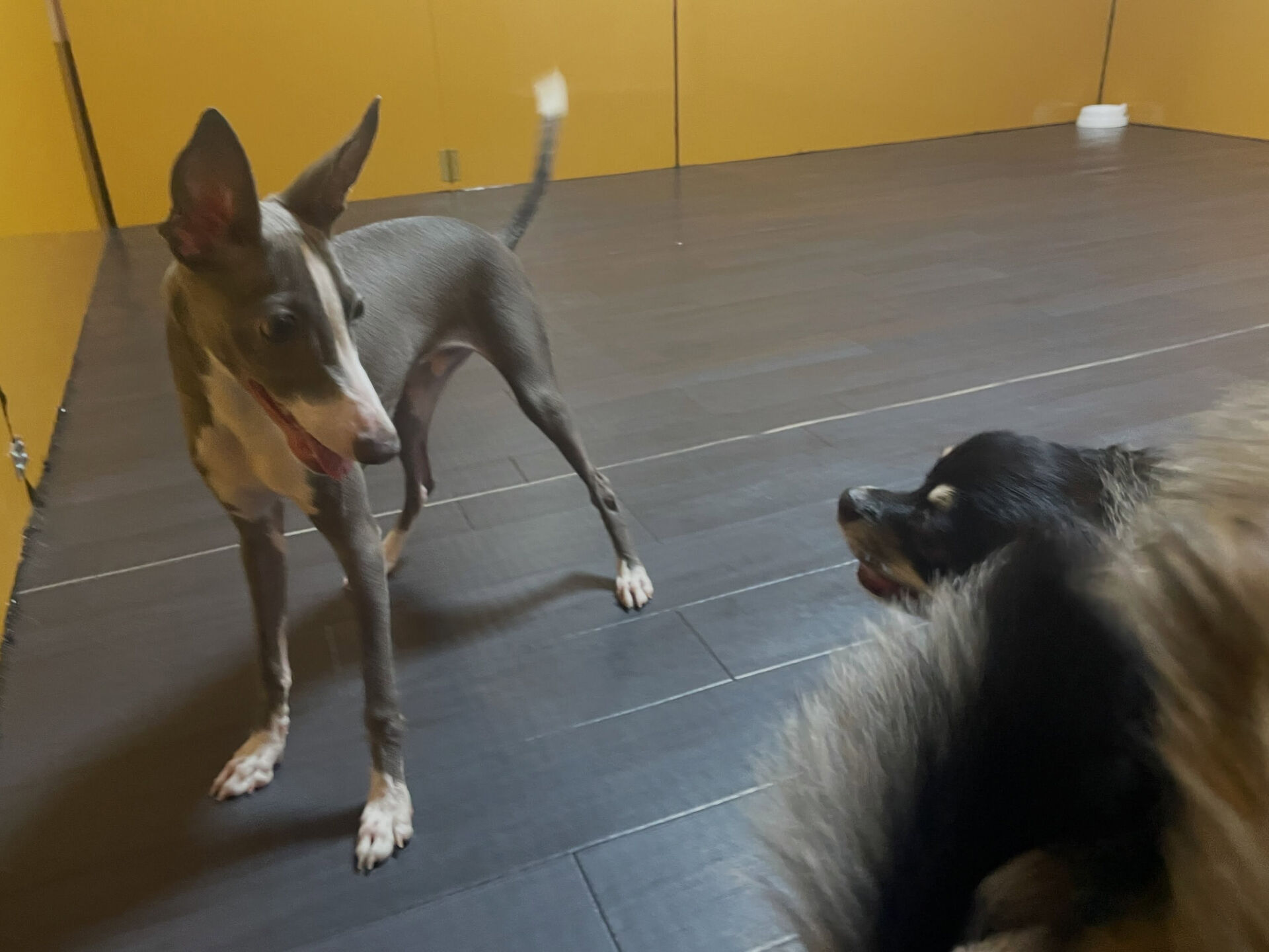 久喜市でしつけ教室、ペットホテルをお探しなら「ここ犬」へ🐶