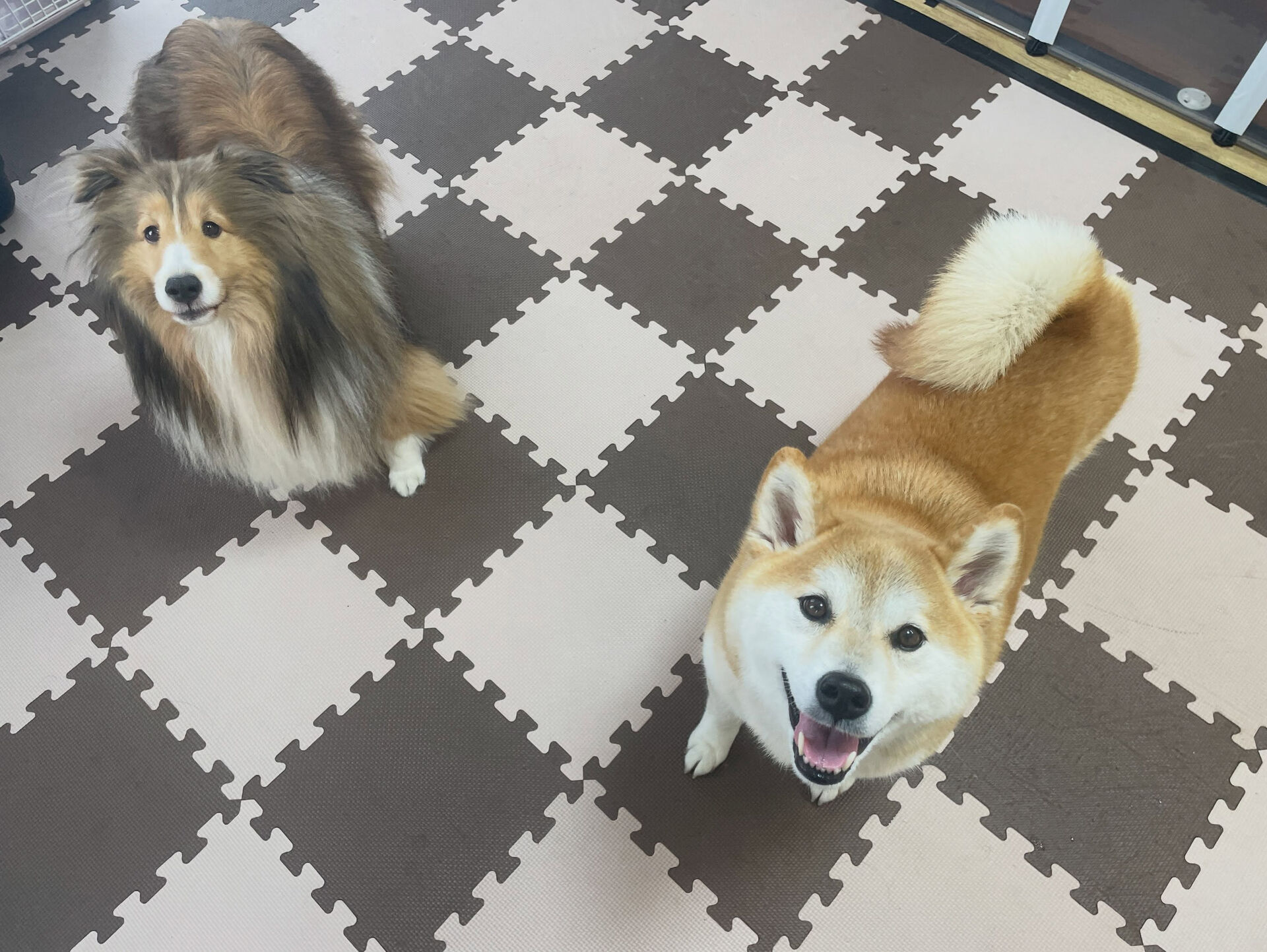 久喜市でしつけ教室、ペットホテルをお探しなら「ここ犬」へ🐶