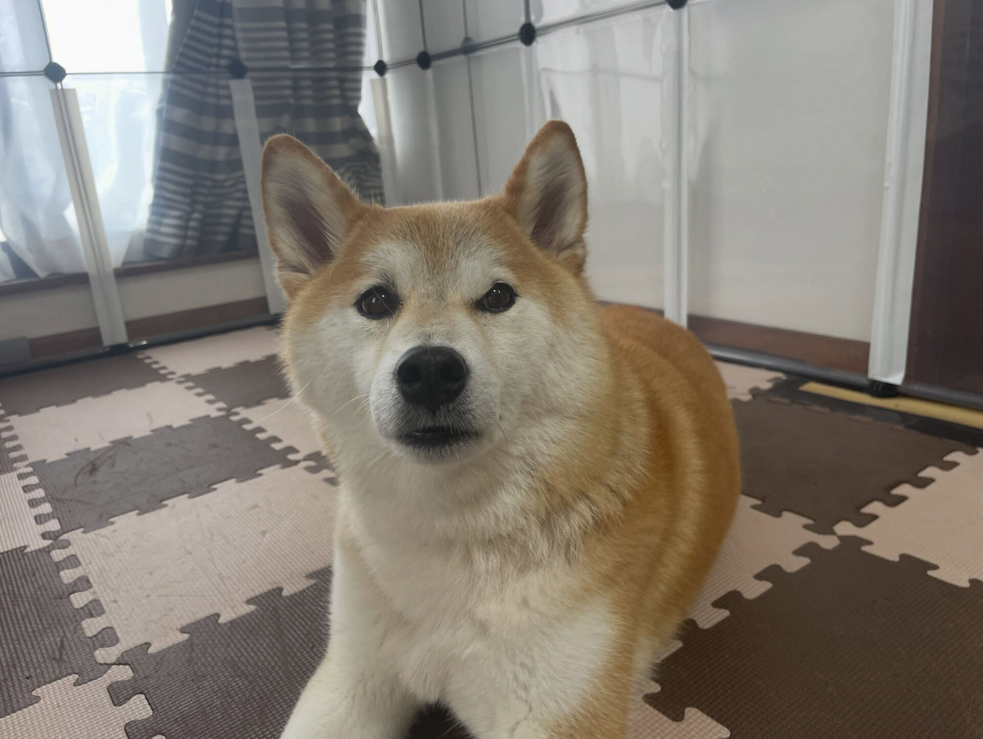久喜市でしつけ教室、ペットホテルをお探しなら「ここ犬」へ🐶